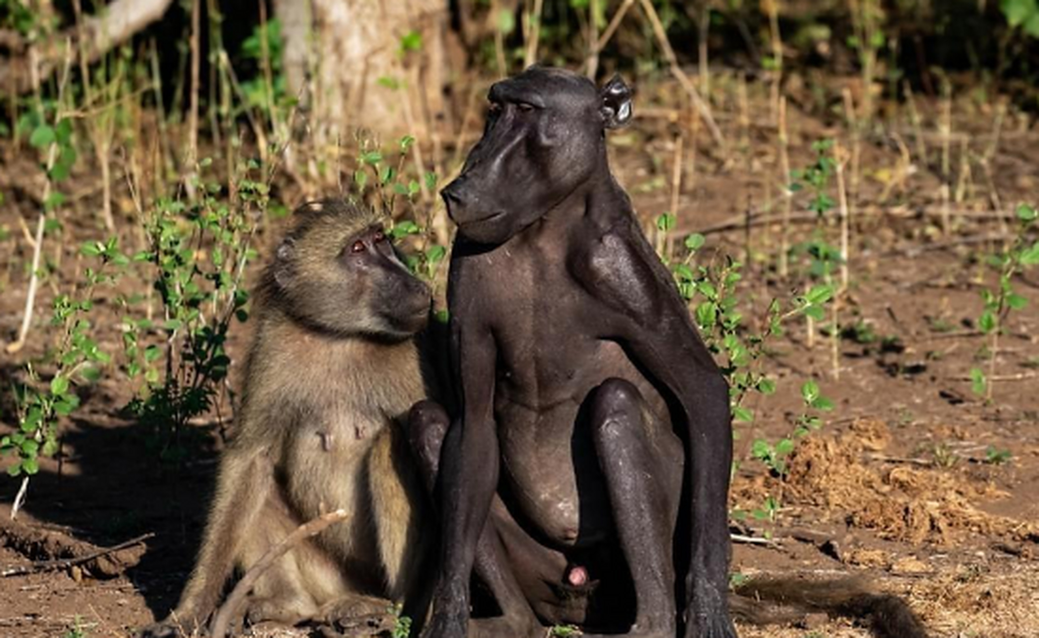 秃毛狒狒 在博兹瓦纳,这只黑秃秃特别亮眼,至于它为什么会变成秃头有