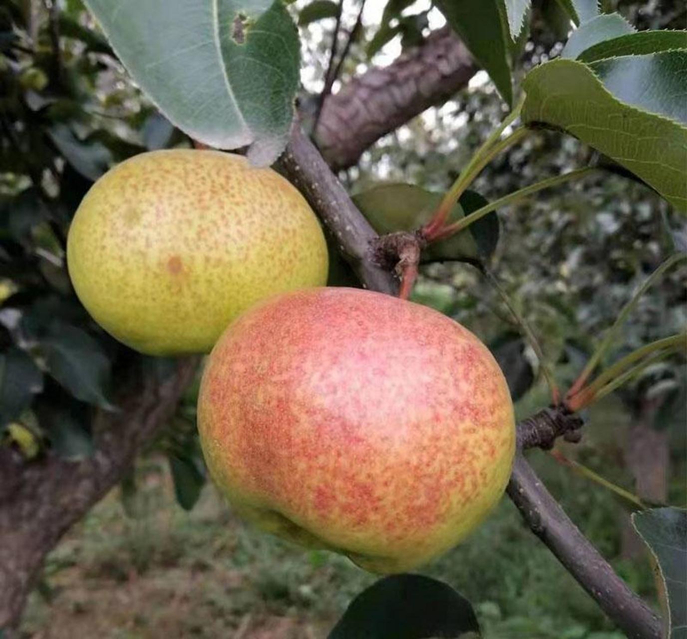 正宗甘肃民乐苹果梨张掖特产新鲜孕妇水果甘甜脆多汁吃了永远忘不掉.