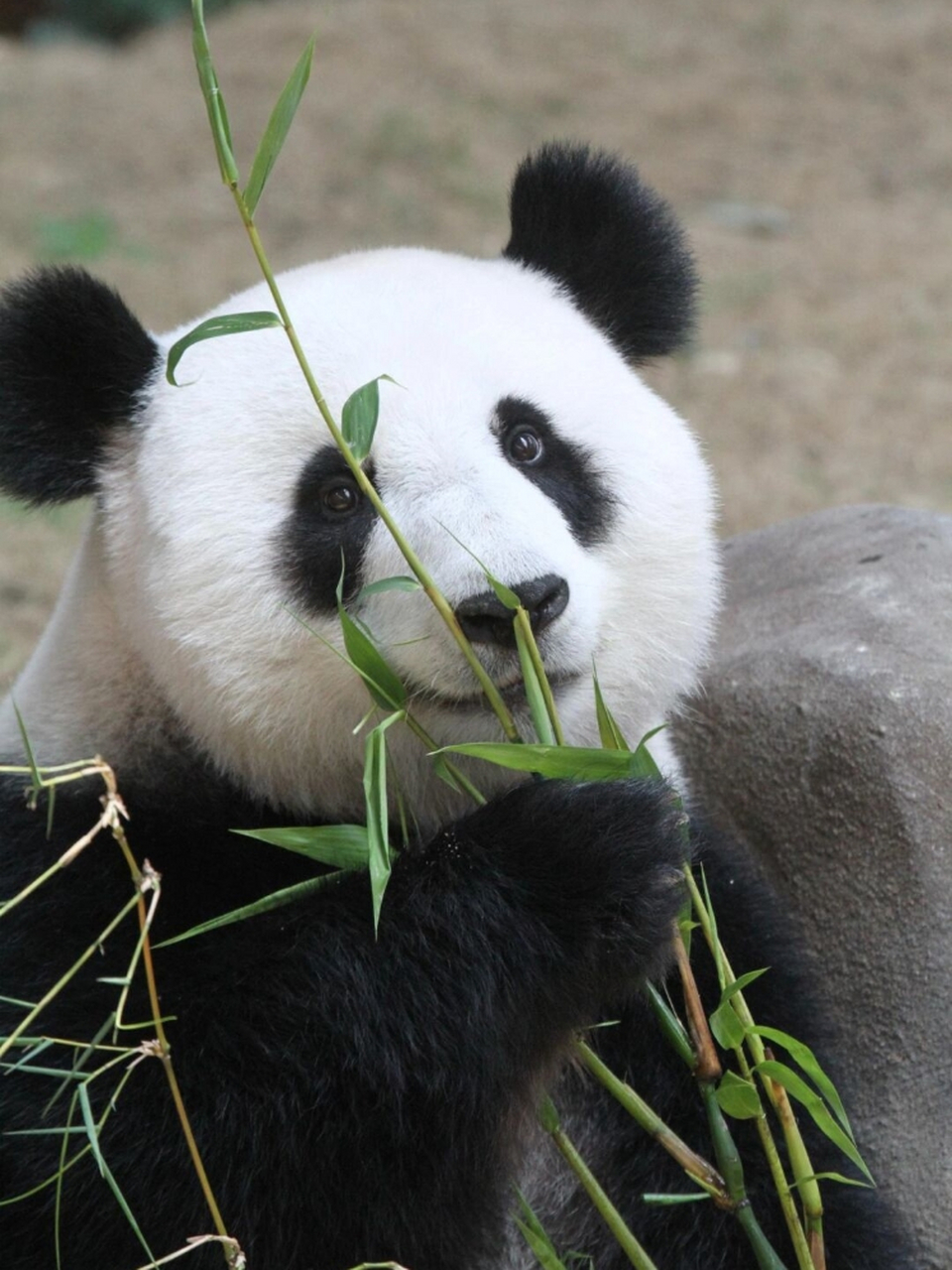分享熊猫崽崽美照