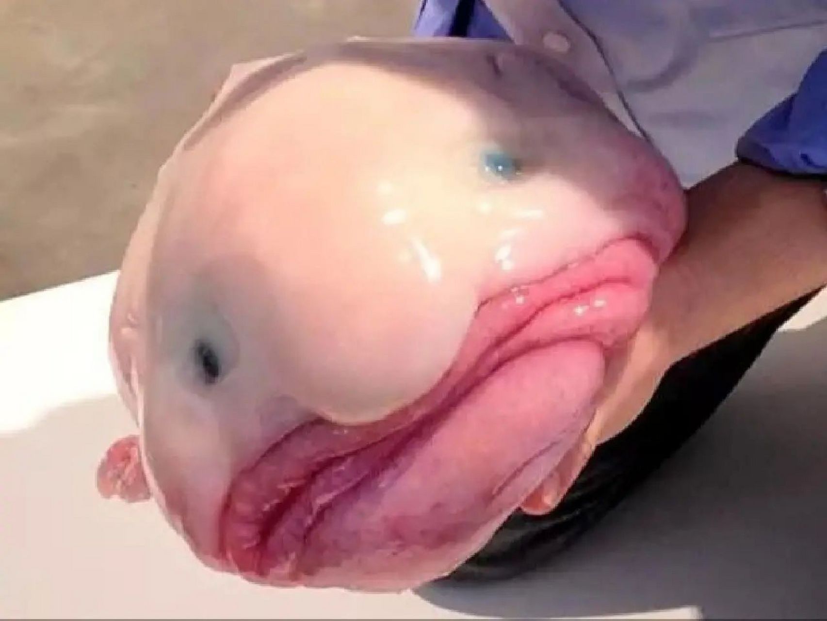 每天认识一种宝藏动物👀 🍎中文名:水滴鱼