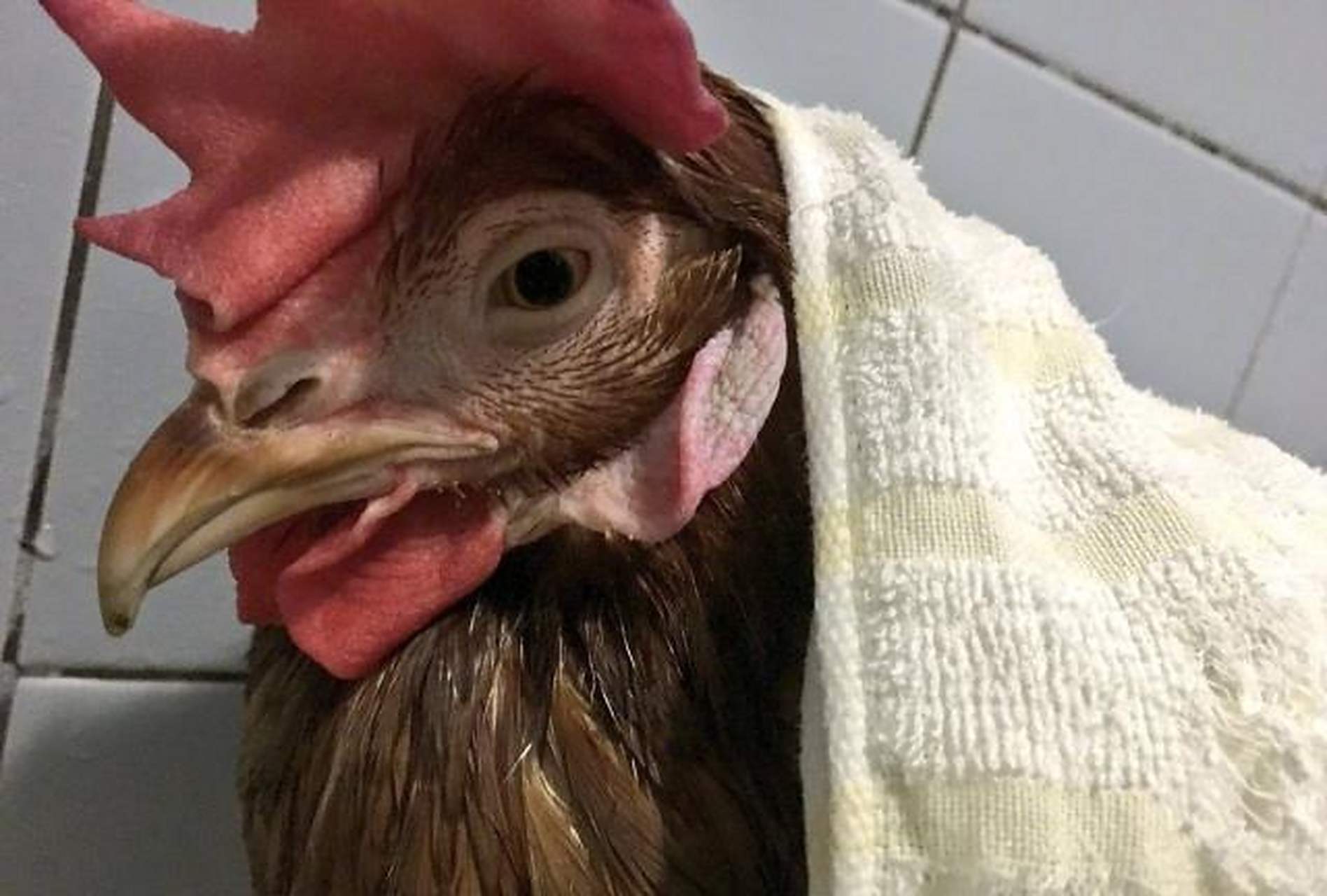 被强制洗完澡的鸡,哈哈哈哈哈这表情怀疑鸡生 #搞笑萌宠