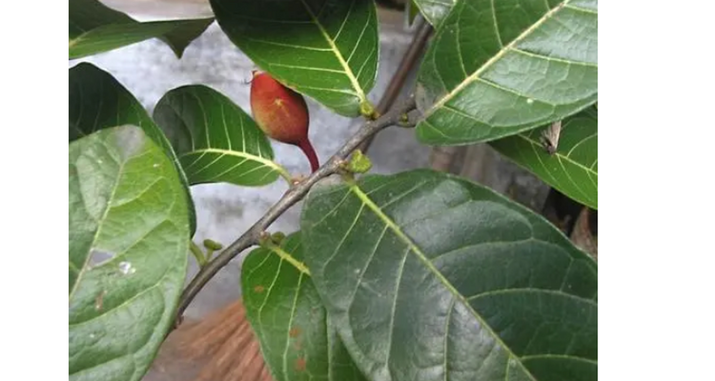 世界上最奇特的植物 箭毒木,世界最毒的树木 箭毒木,世界上最毒的树木