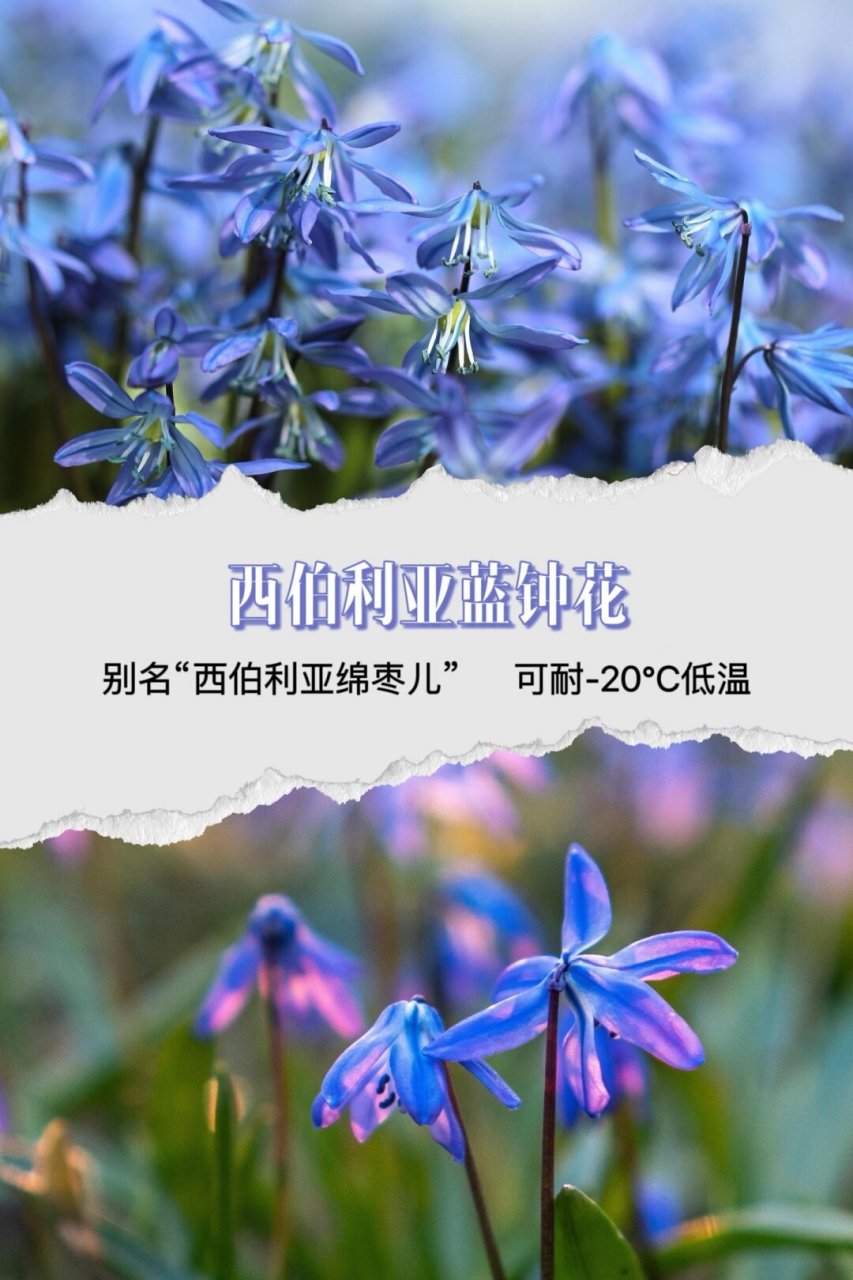 西伯利亚蓝钟花图片