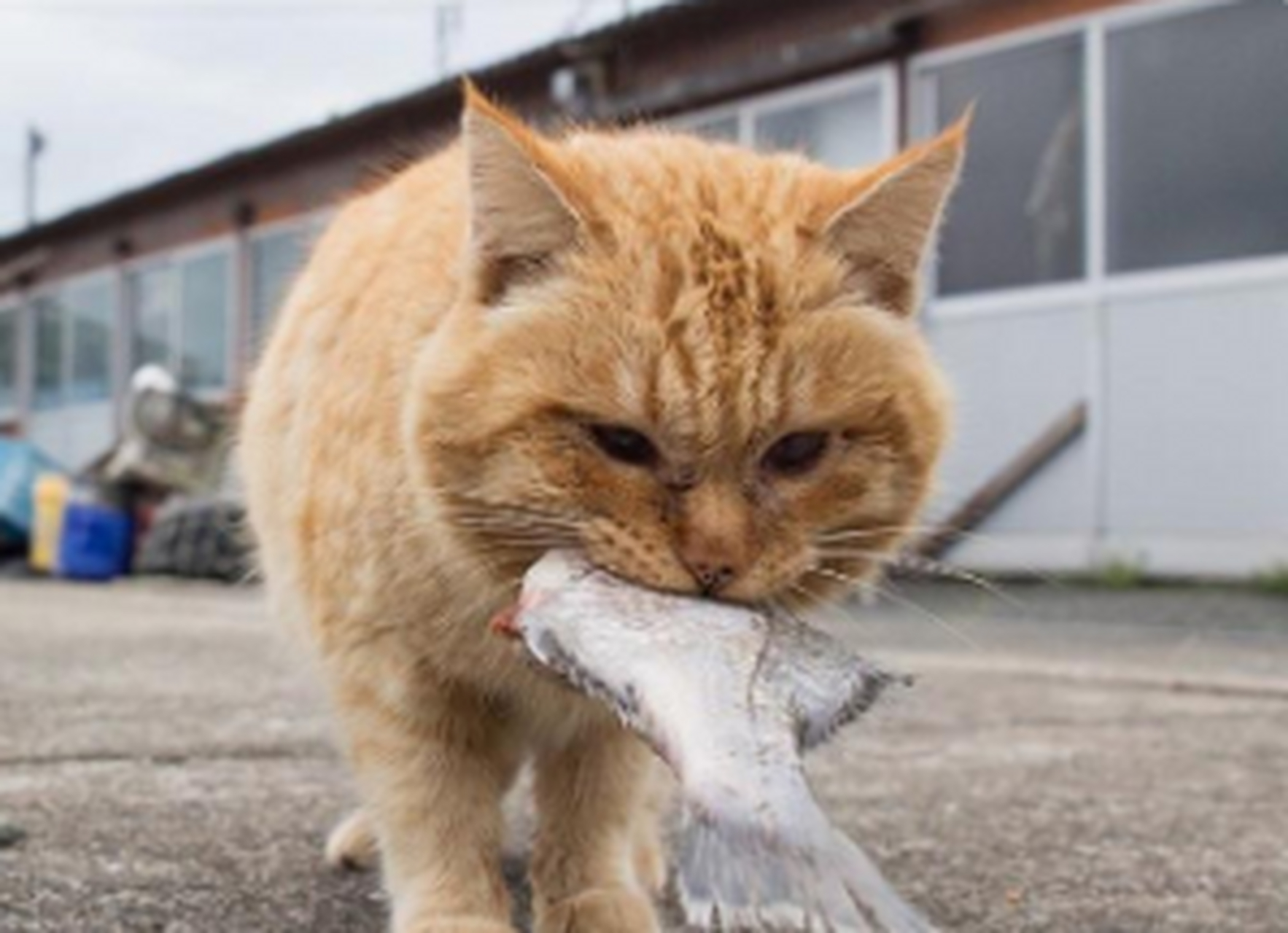 以前猫吃鱼,现在鱼吞猫