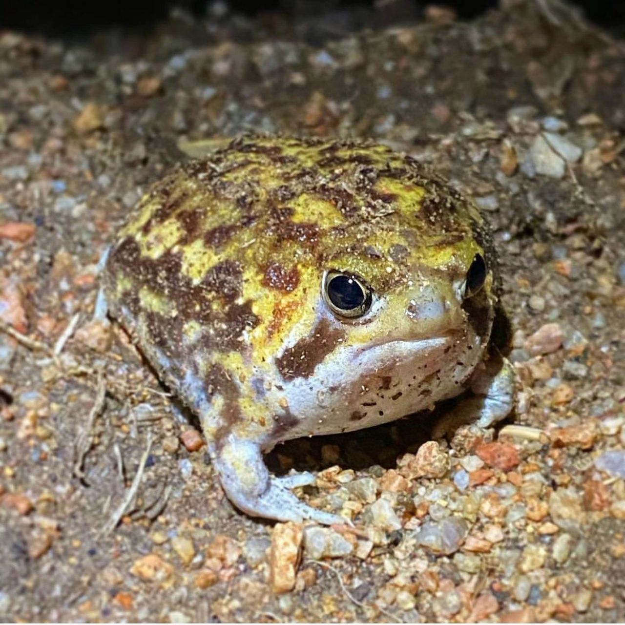 高兴表情,叫起来是"咿呀～咿呀" 这只脸长在身体里物种叫纳马雨蛙90