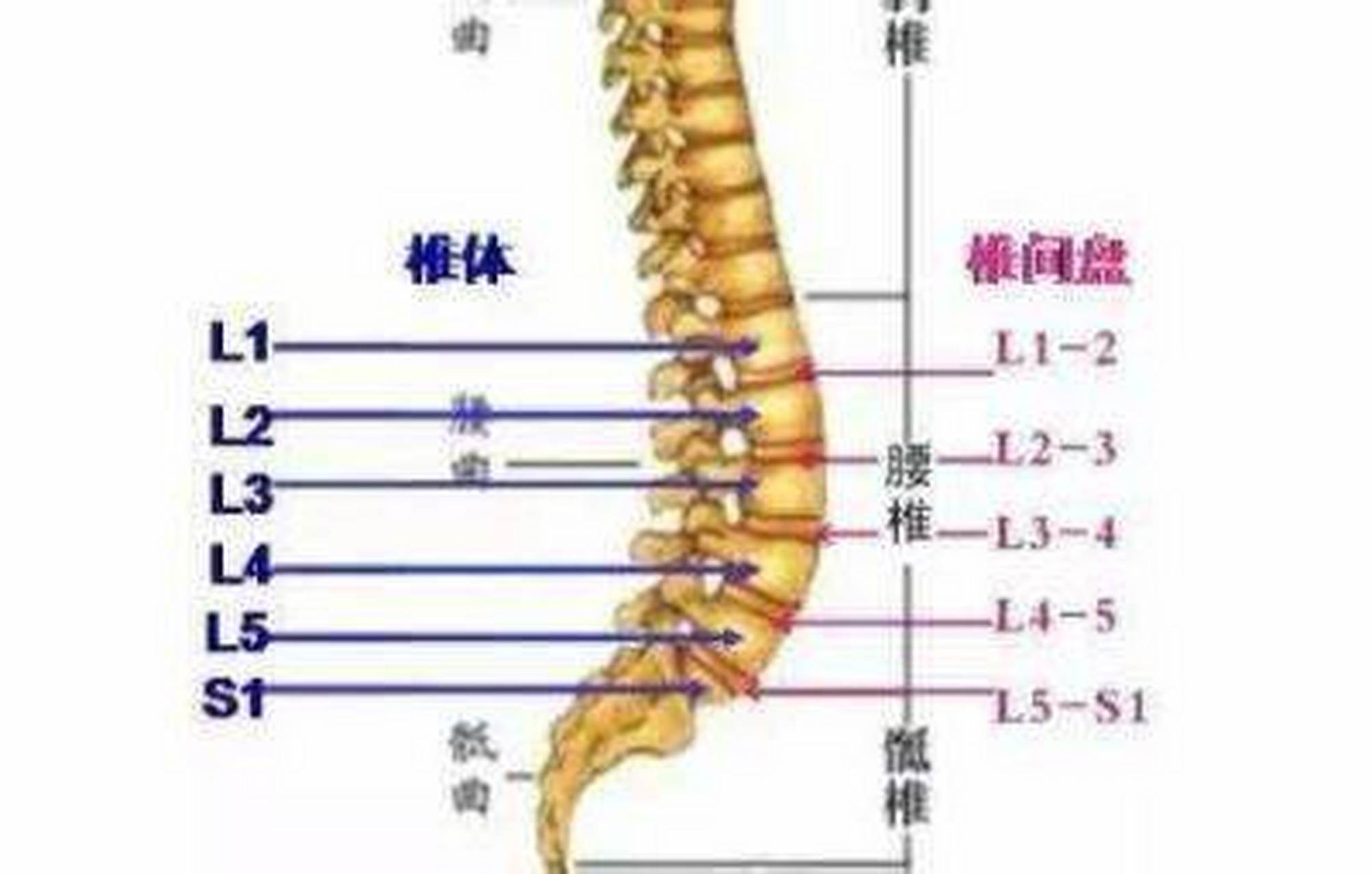 我们的腰椎一共有五节,它和骶骨共同构成了五个运动节段,分别是腰12