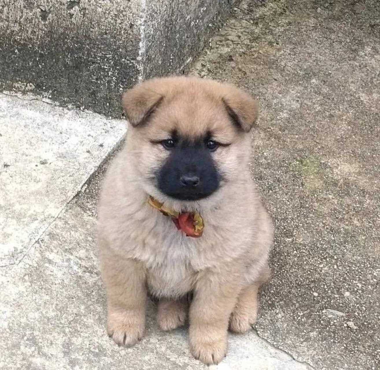 花80元买的一只中华田园犬小奶狗,叫什么名字好呢?