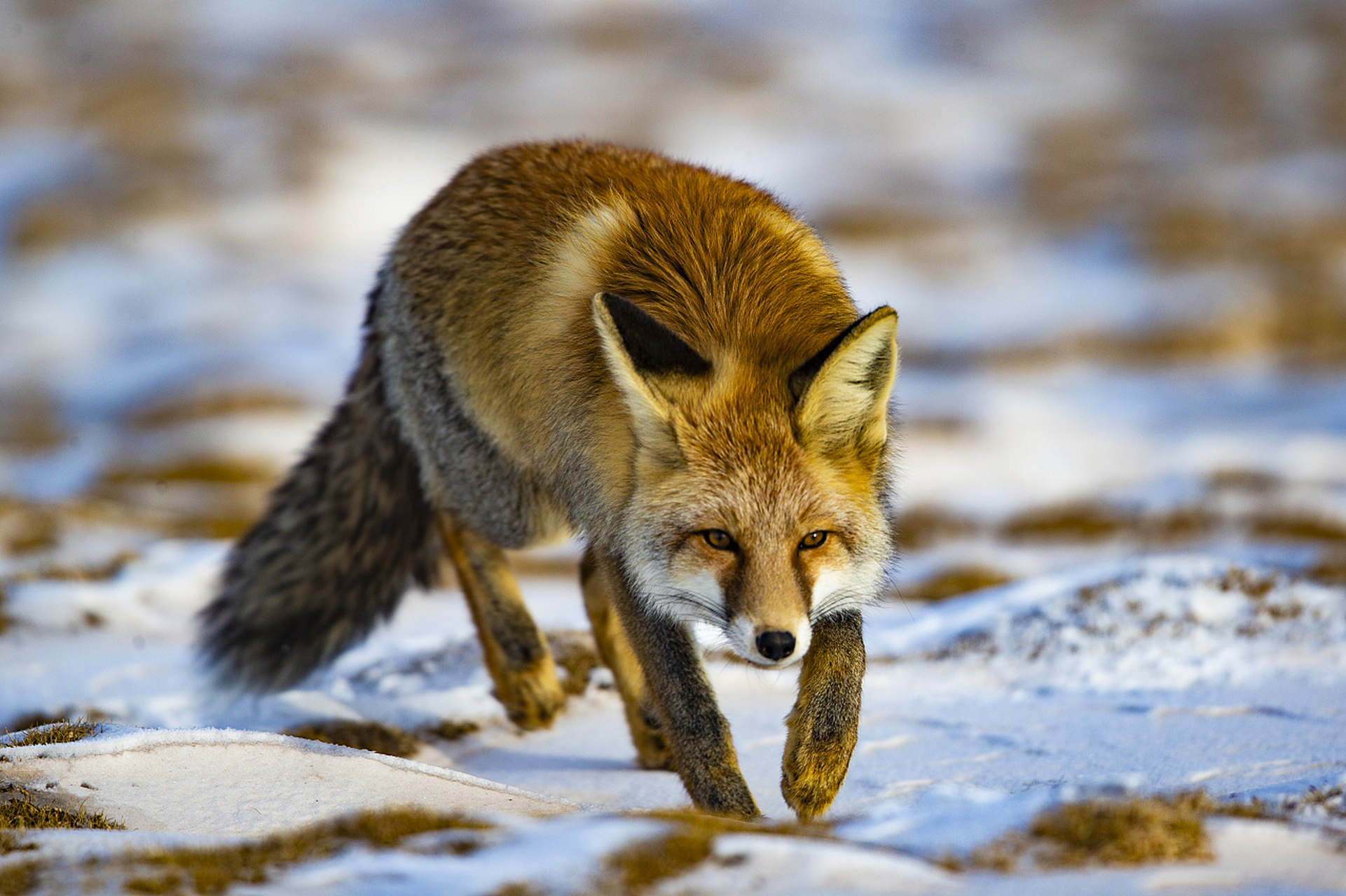 狐狸的尾巴有很大的用途,它可以帮助狐狸保持平衡,又可以当做保暖的