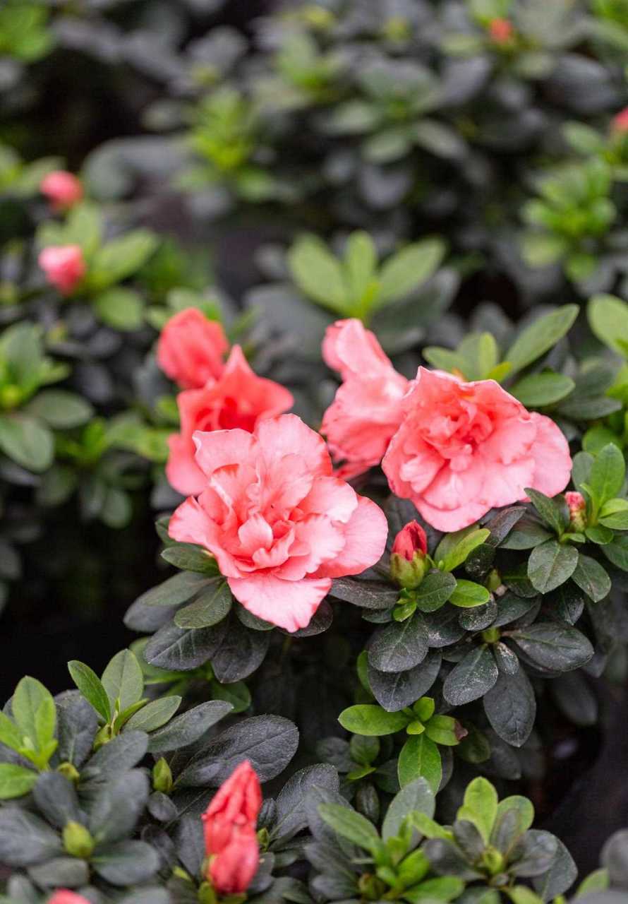 杜鹃小桃红有人种过吗?