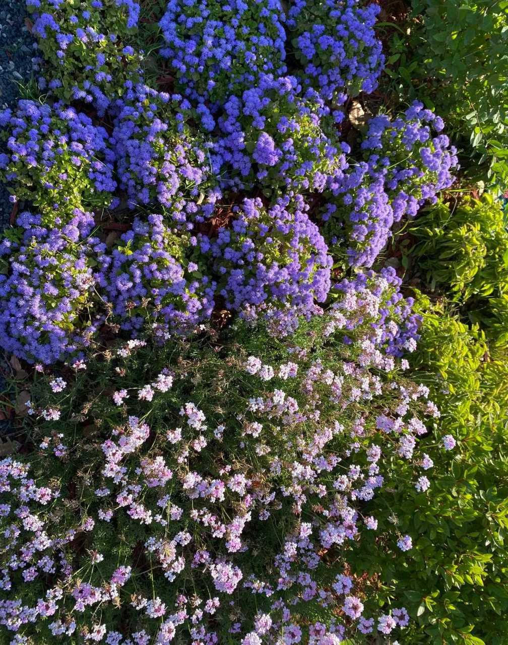 崇明花博园门票图片