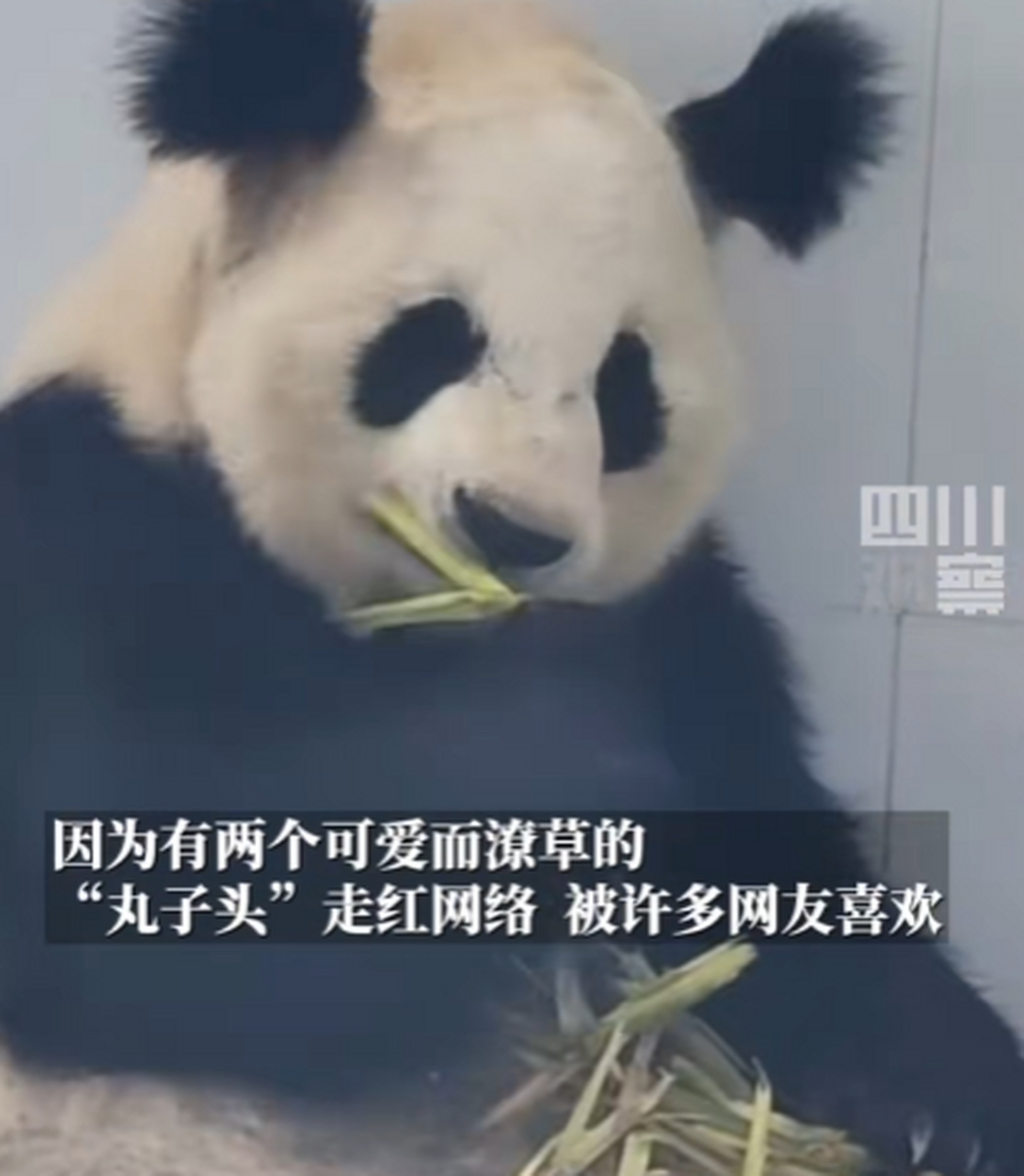 4月29日据上游新闻报道,陕西# 林业局称7岁大熊猫小丫因尿毒症去世 属