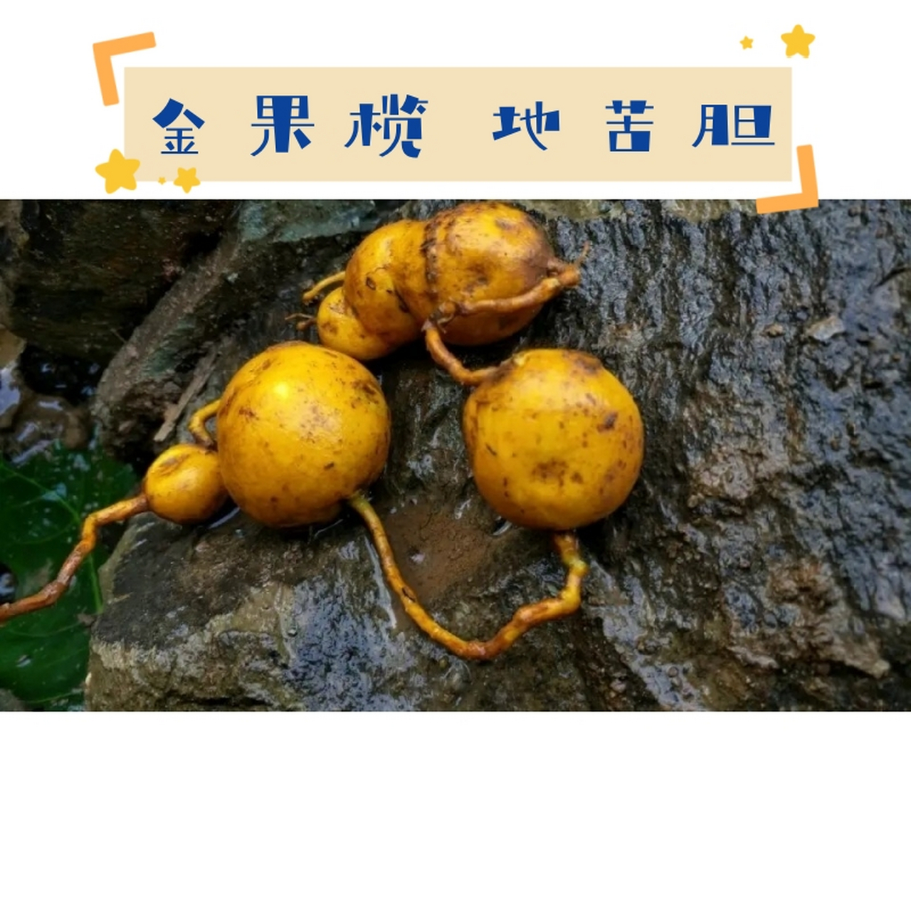 防己科植物青牛胆或果榄的干燥块根.