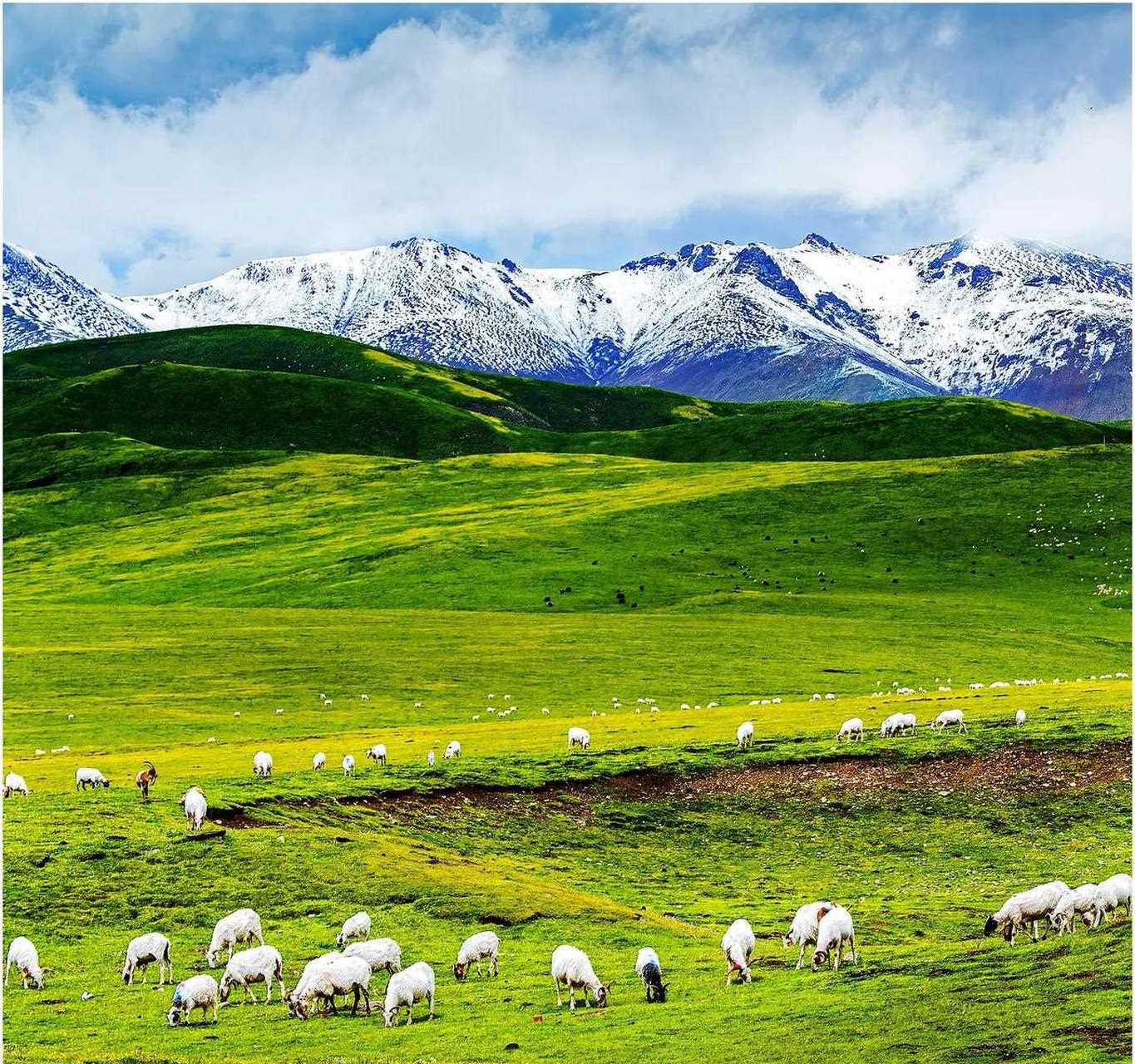 家畜养殖从入门到出栏：种畜繁育、饲草料供应与活畜交易全链条解析