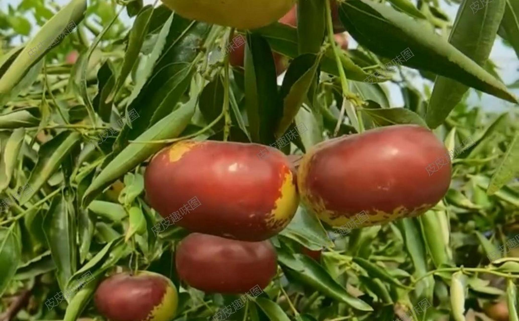 网友:哇!这蟠桃枣一定超级美味,让我流口水了00!