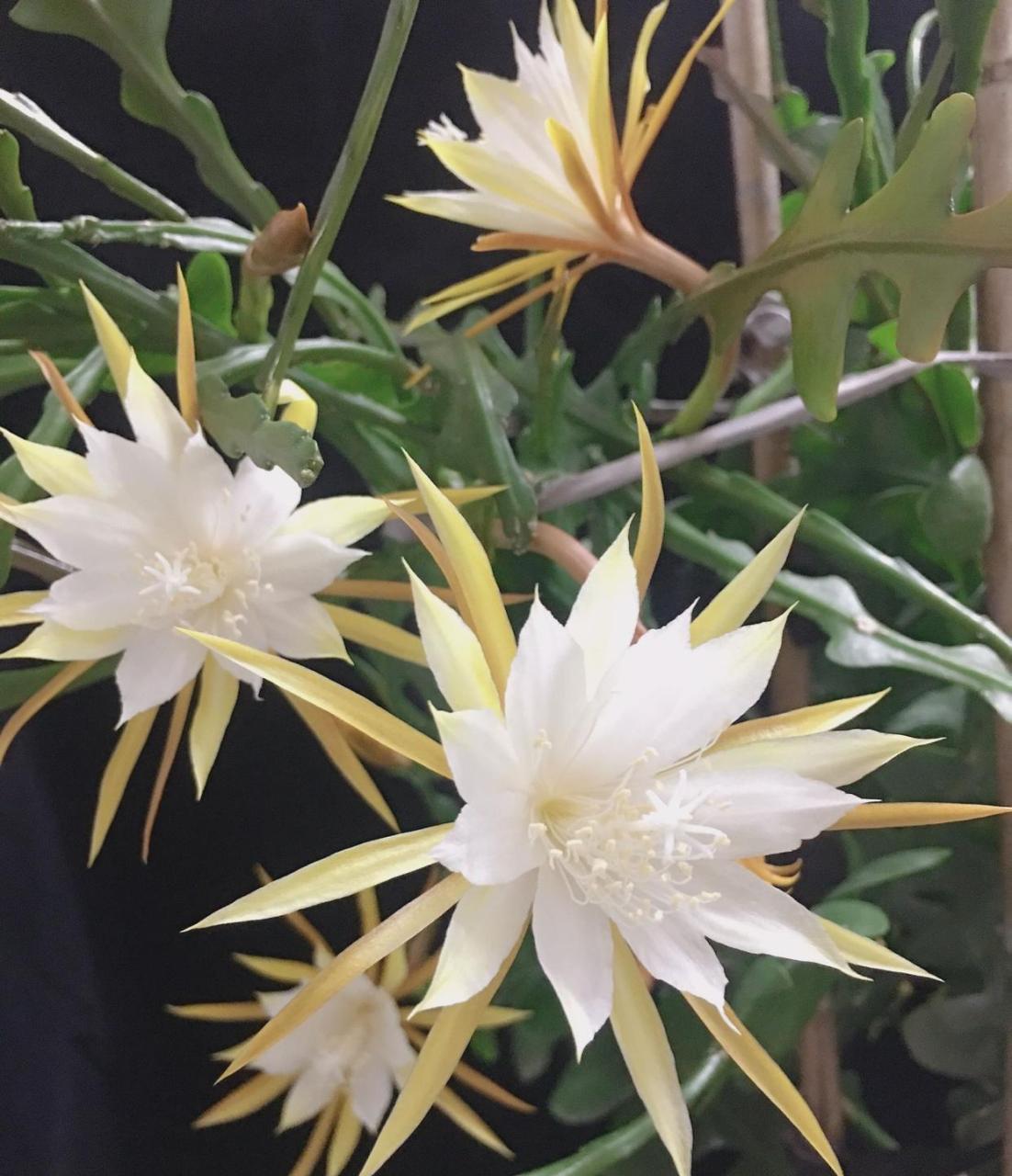 有种昙花叫"锯齿昙花",优良的室内盆栽绿植,耐阴且好养,在光照不多的