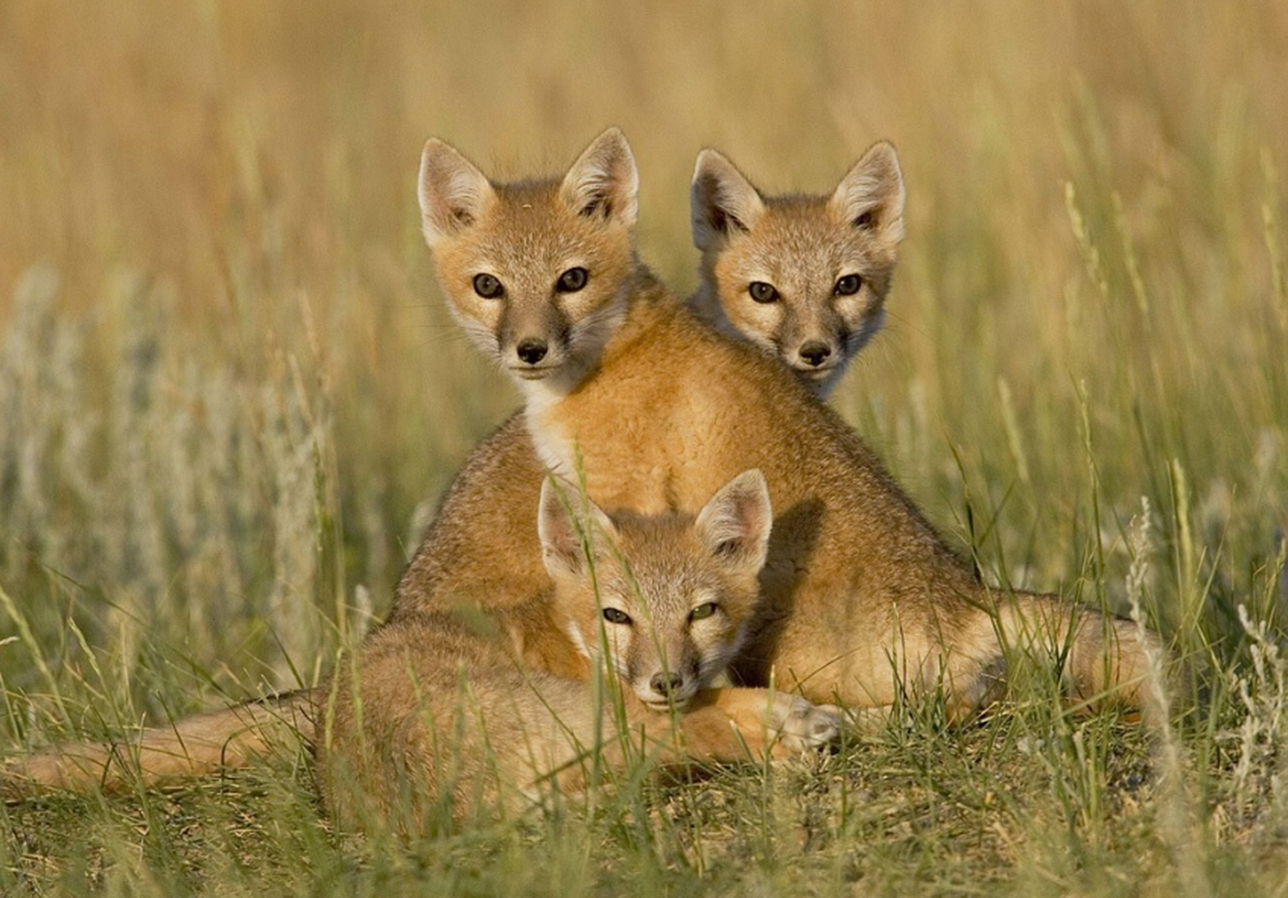 小哥帮助了只被困的狐狸,没想到小狐狸一家三口登门拜访#动物