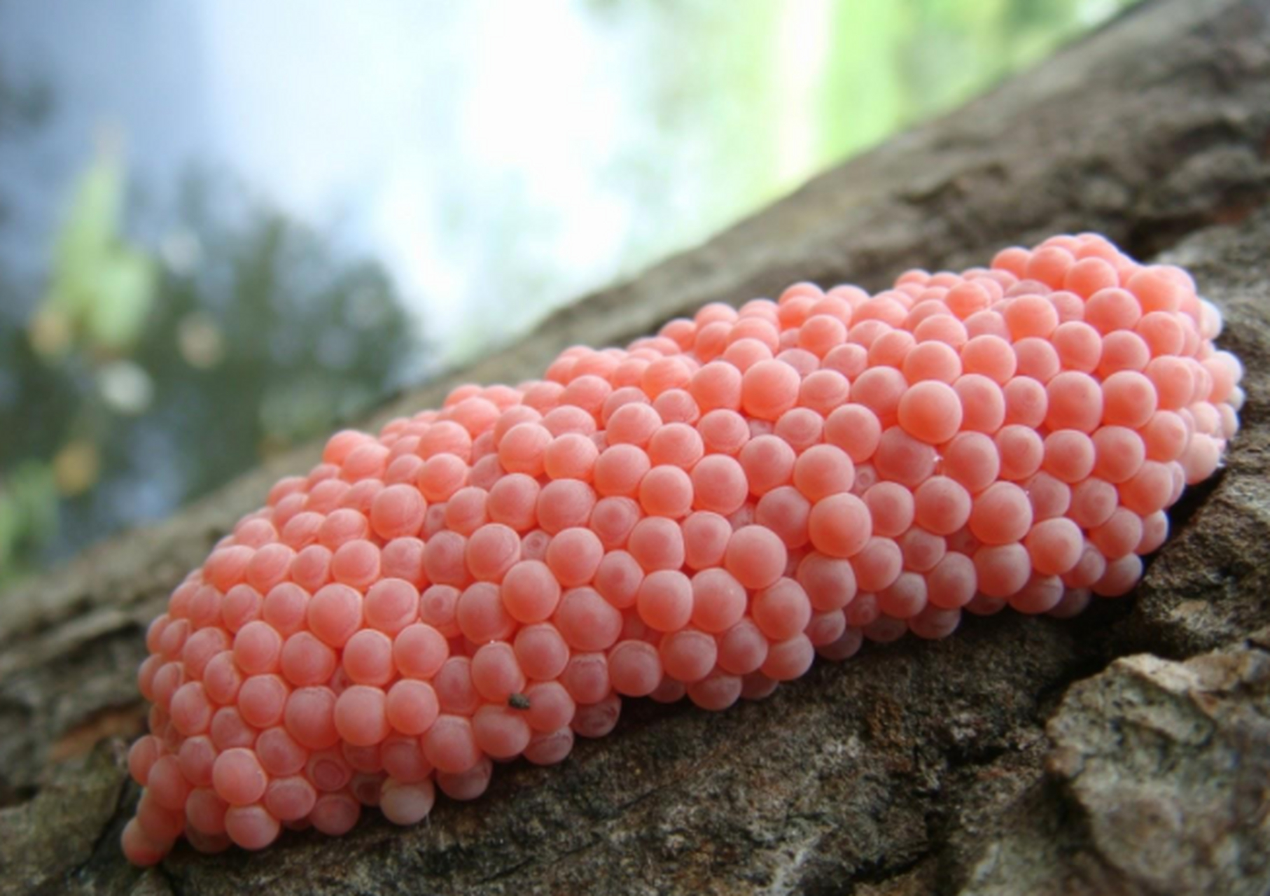 福寿螺产的卵非常好看,它们的卵通体呈现出一种少女