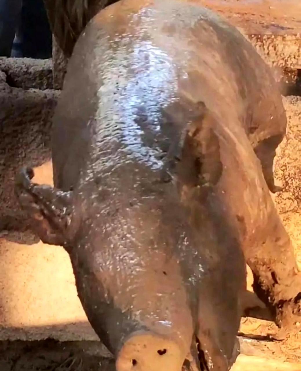 烤乳猪的制作过程让人感到有些残忍,但也是一种传统美食的独特魅力