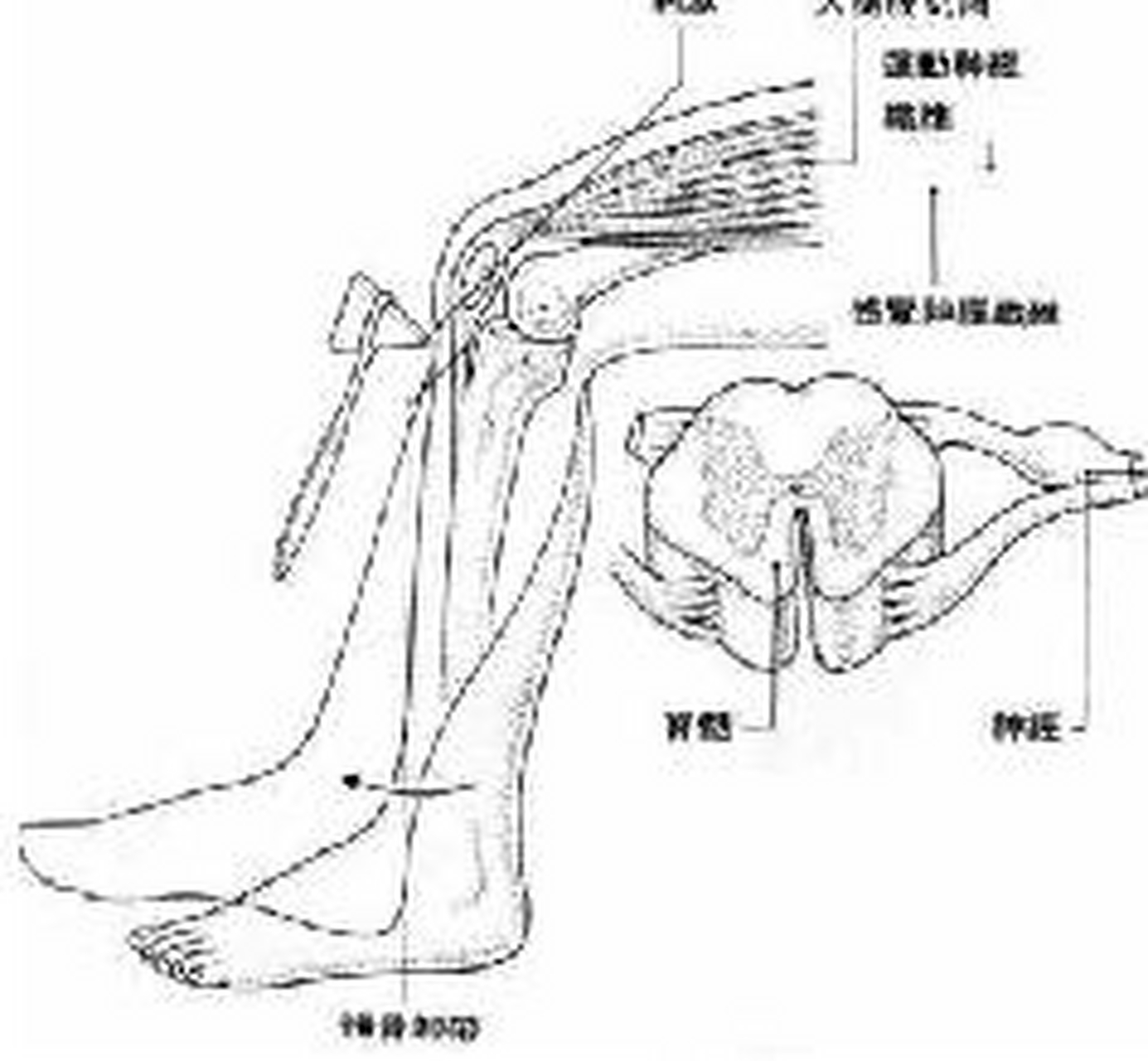 皮神經炎?