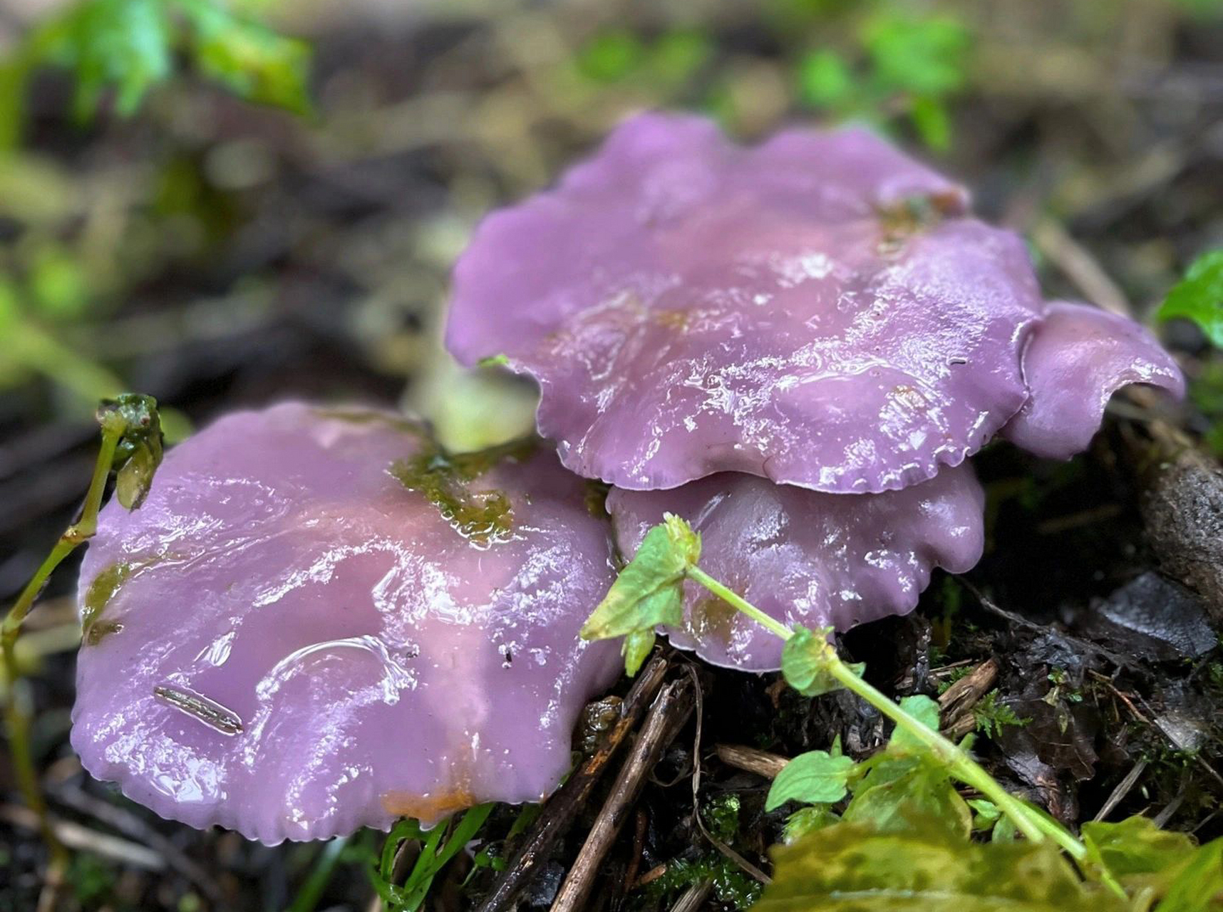 大树下发现的,下雨天,还不少呢,紫色蘑菇,有的颜色浅一些,大家看看有