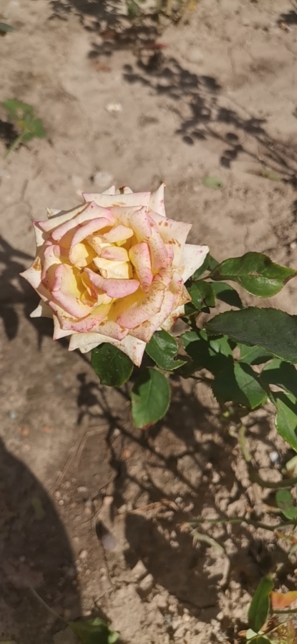 十月开放的月季阿班斯,棱角分明的花朵虽有风雨的痕迹,但仍不失漂亮