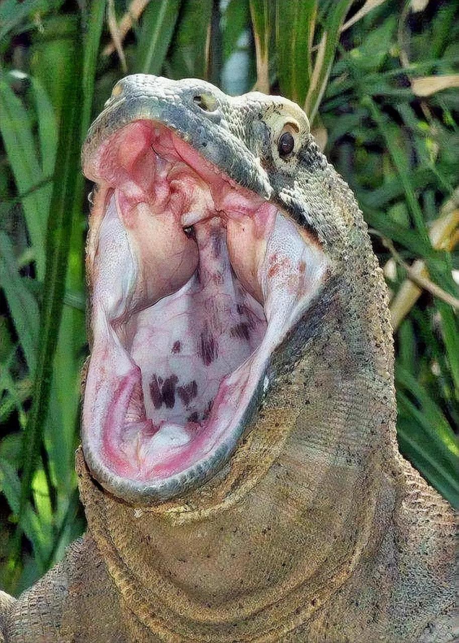 科莫多巨蜥有一口锋利的牙齿,大多数人可能不知道,科莫多巨蜥有60颗
