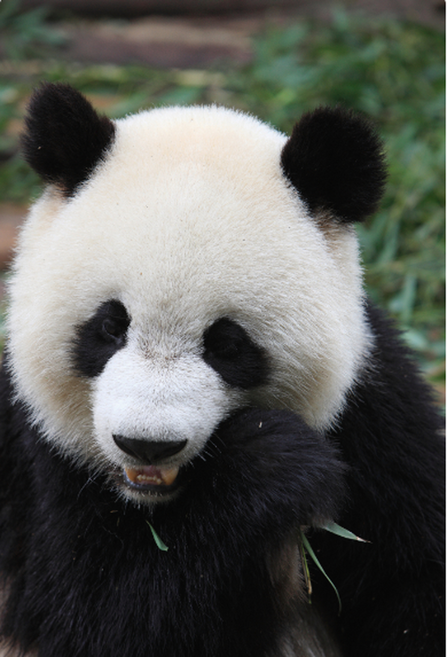 熊猫是中国的国宝,但你知道熊猫是如何扬名世界的吗?