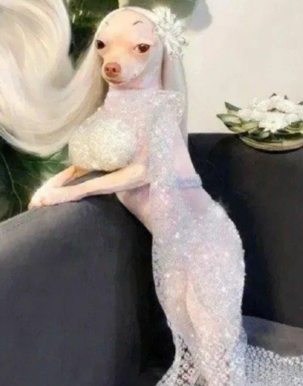 真羡慕这贵妇犬,比我头发都还要多