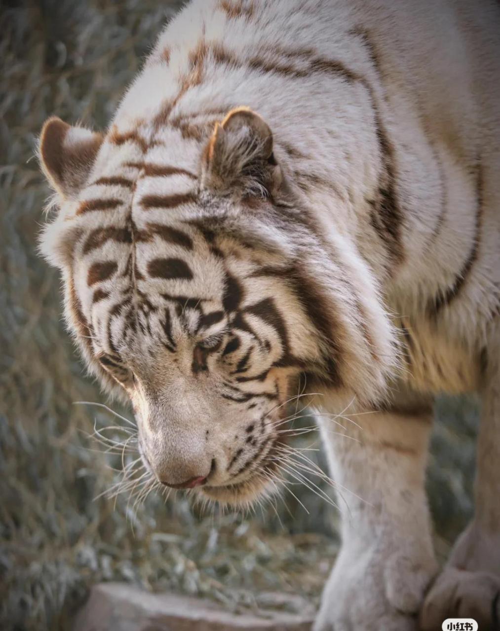 动物世界,大老虎喝水