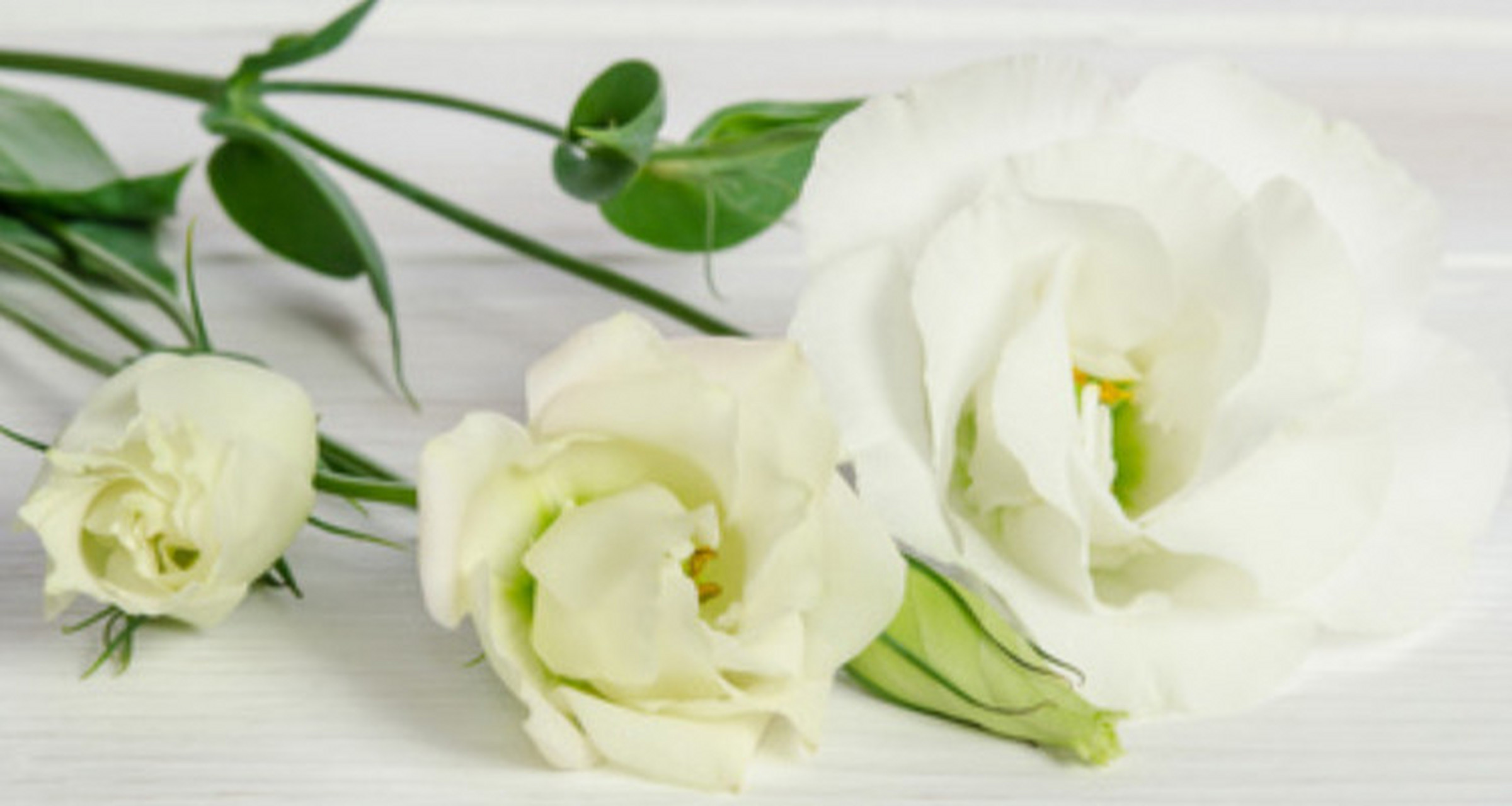 白色洋桔梗适合送人吗  白色洋桔梗是否适合送人,其实这个问题是有多