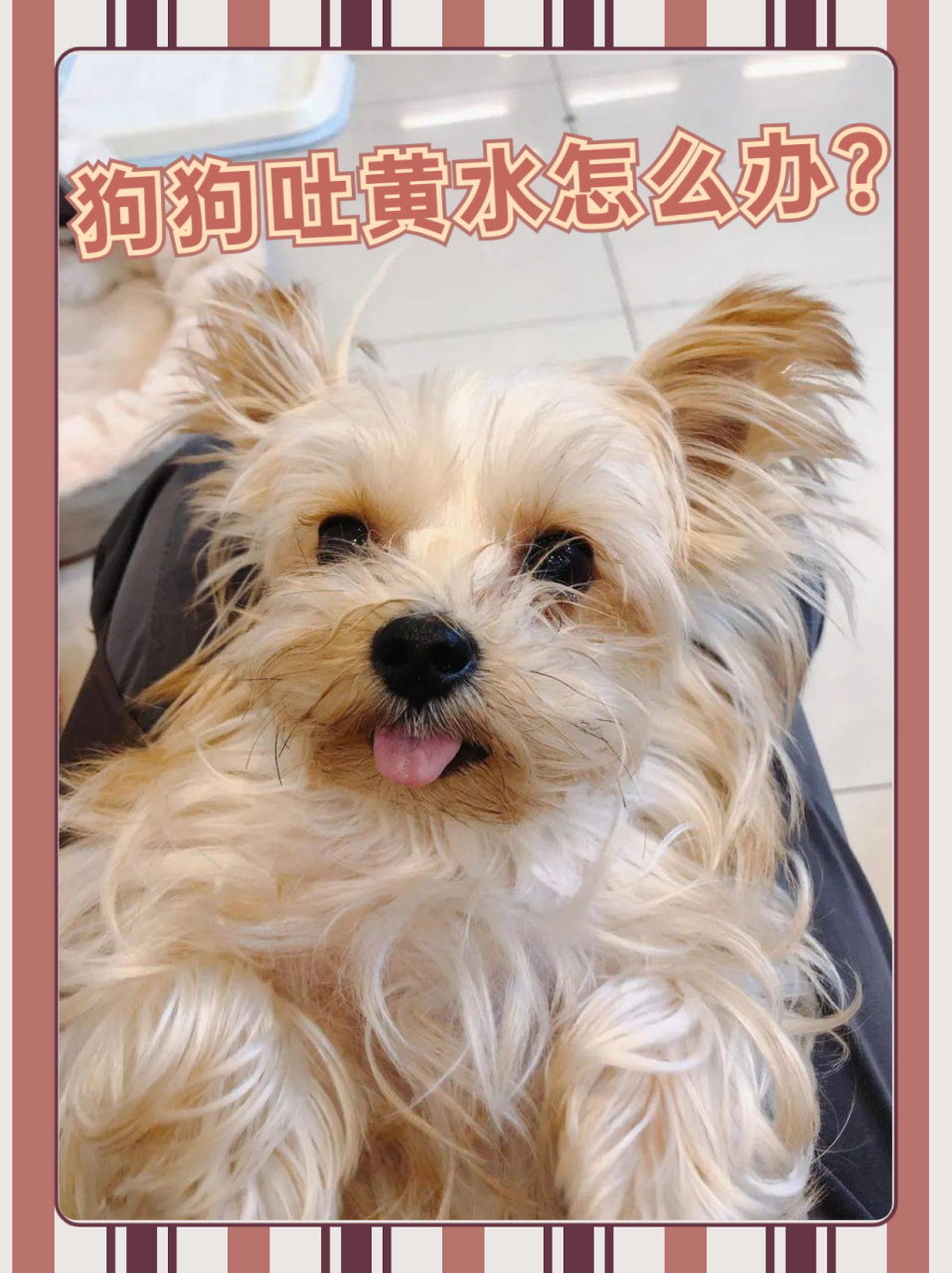 狗狗吐黄水的原因,有这几个