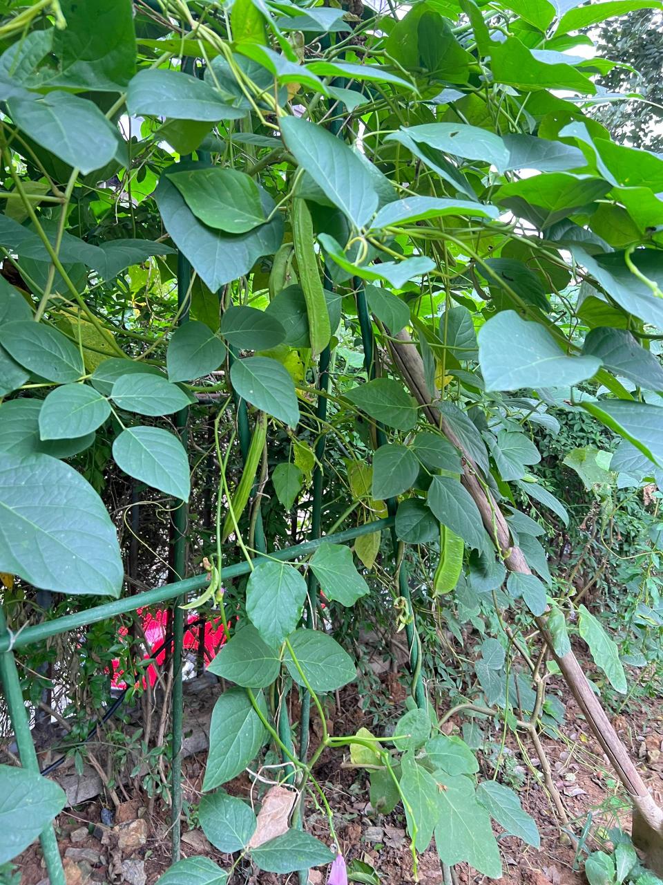 很多人甚至都没见过,更不知它的名字——刀豆  其实,刀豆种植很简答