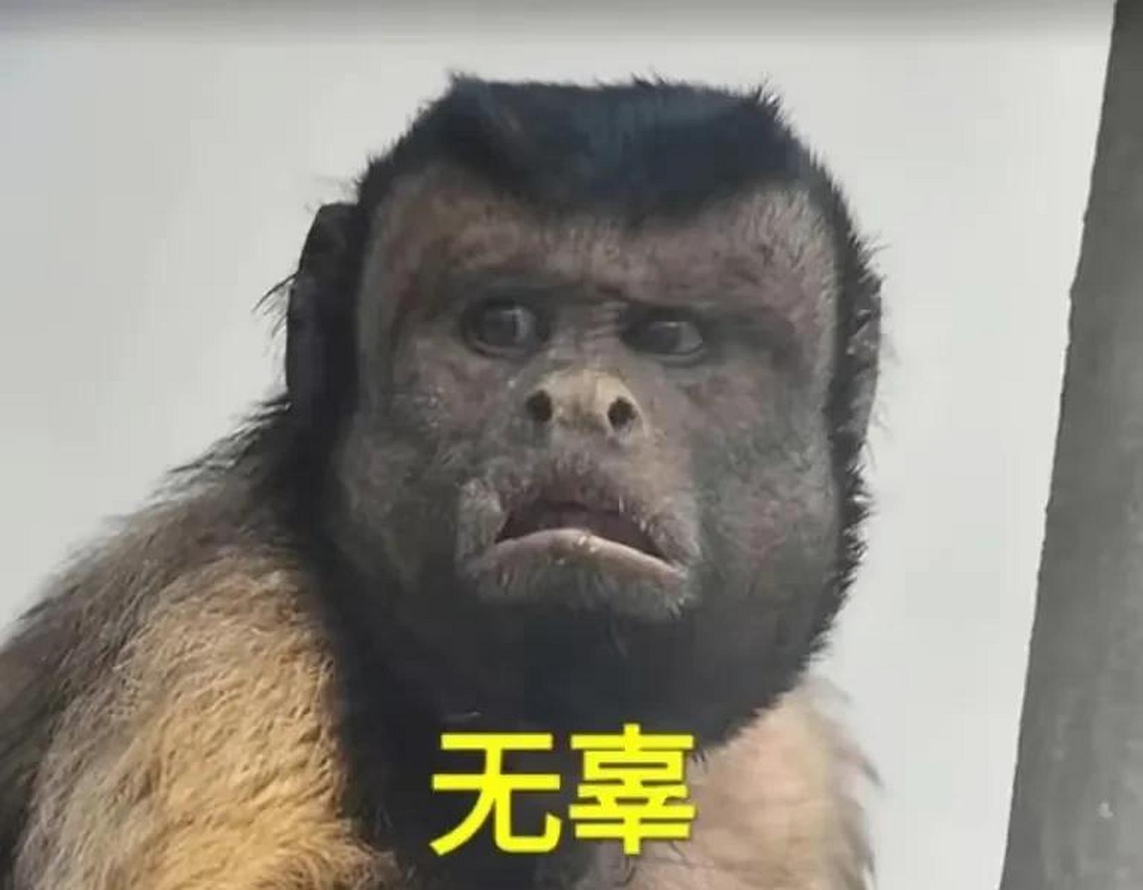 的方脸表情包 欢迎来取