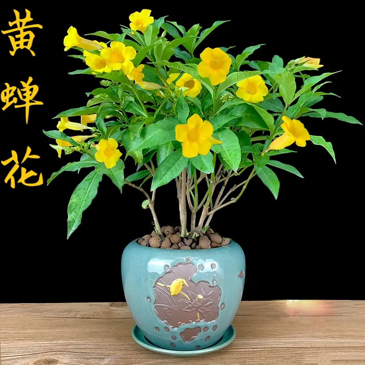 软枝黄蝉养殖技巧和注意事项  软枝黄蝉花,名字可真好听!