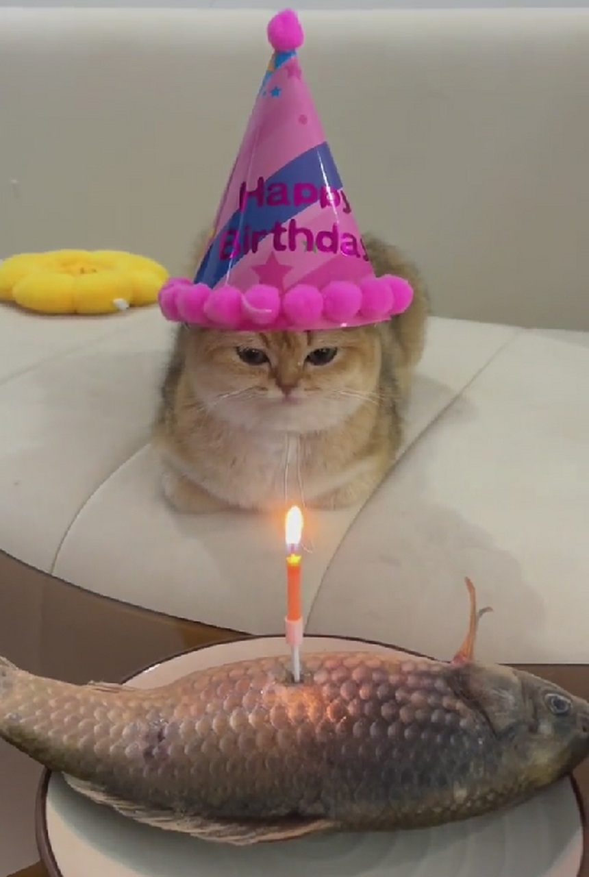 猫咪吹蜡烛生日图片图片