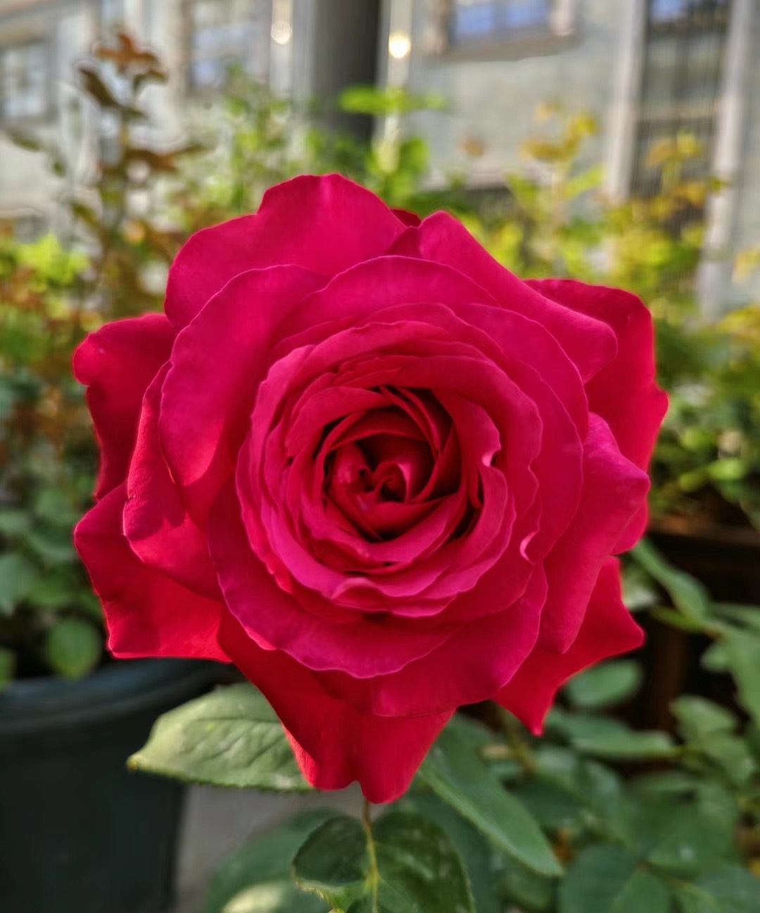 深受花友欢迎,来给大家介绍一款"巨无霸"品种——亚克力红,株高仅70