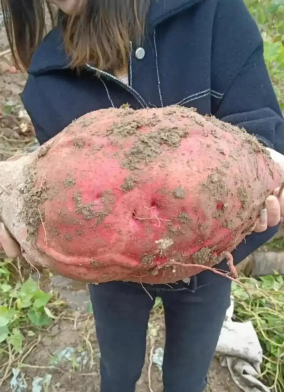 奶奶种的地瓜比我女朋友的头还大. #搞笑趣味图