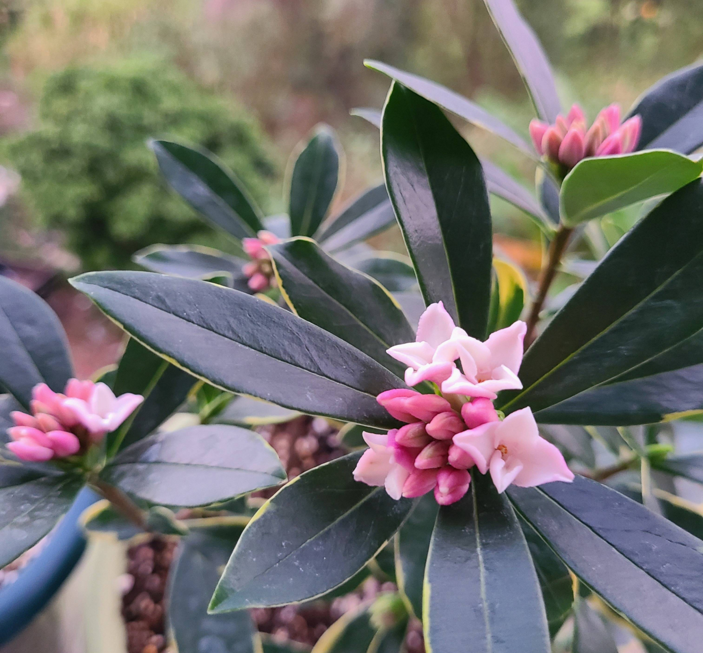 今天小编就来给大家科普一下. 金边瑞香是我国传统名花,也是世界名花.