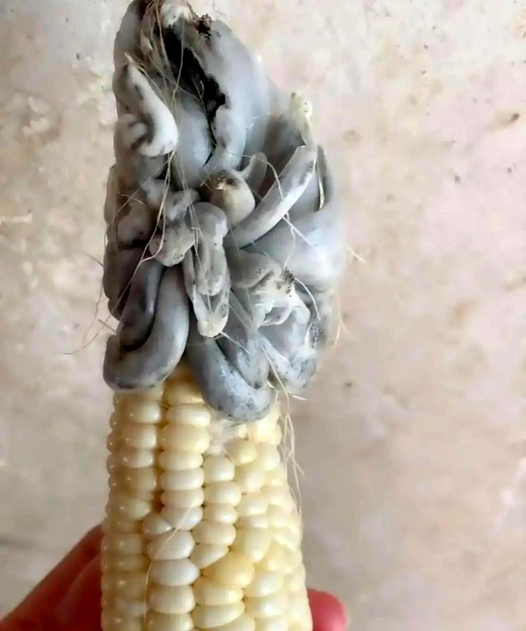 我第一次看到这么严重发霉的玉米,不明白为什么有人说它还可以拿来