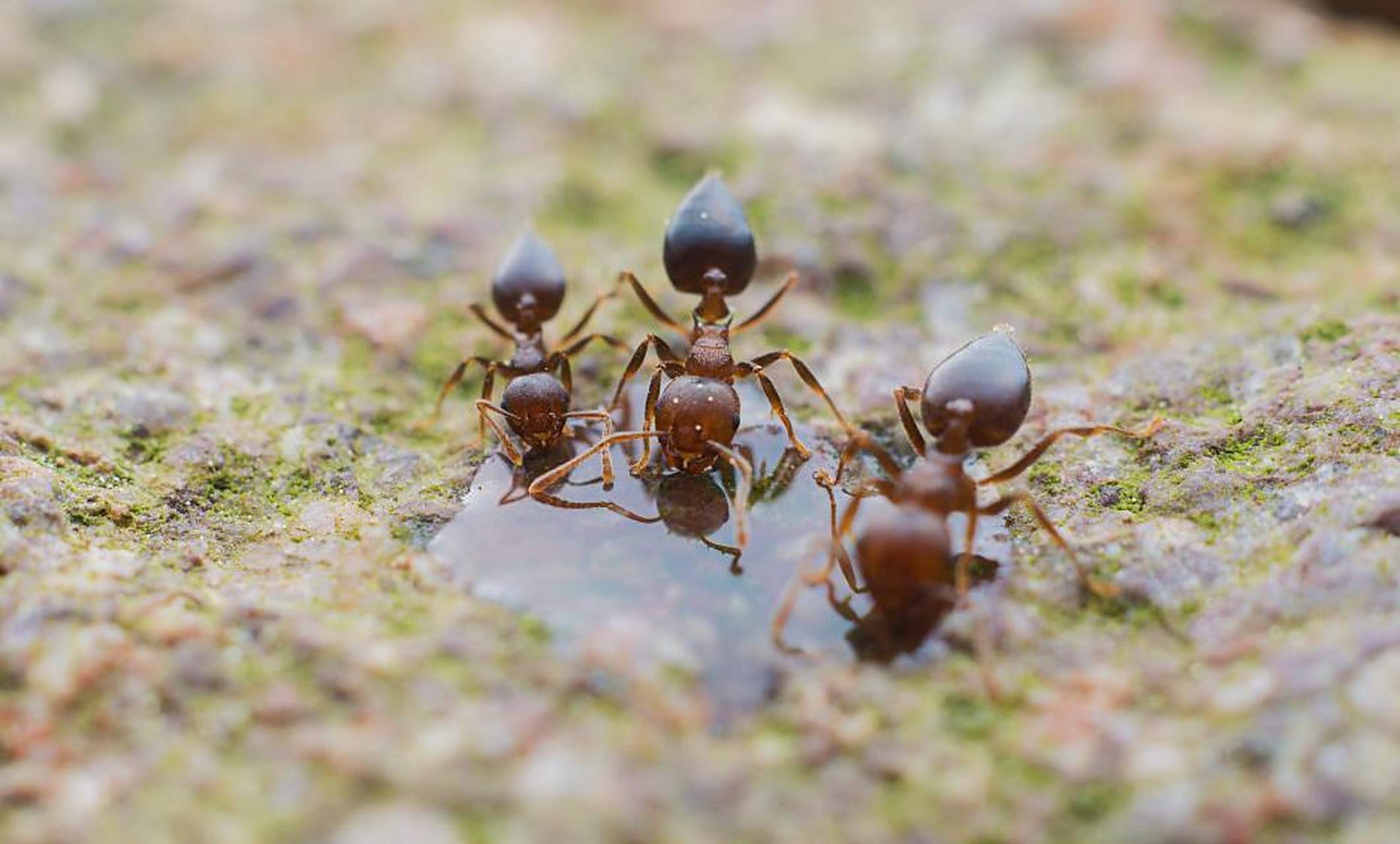 3岁的平平,在家门口尿尿,引来了很多蚂蚁,外婆感觉不对,再联想到平平