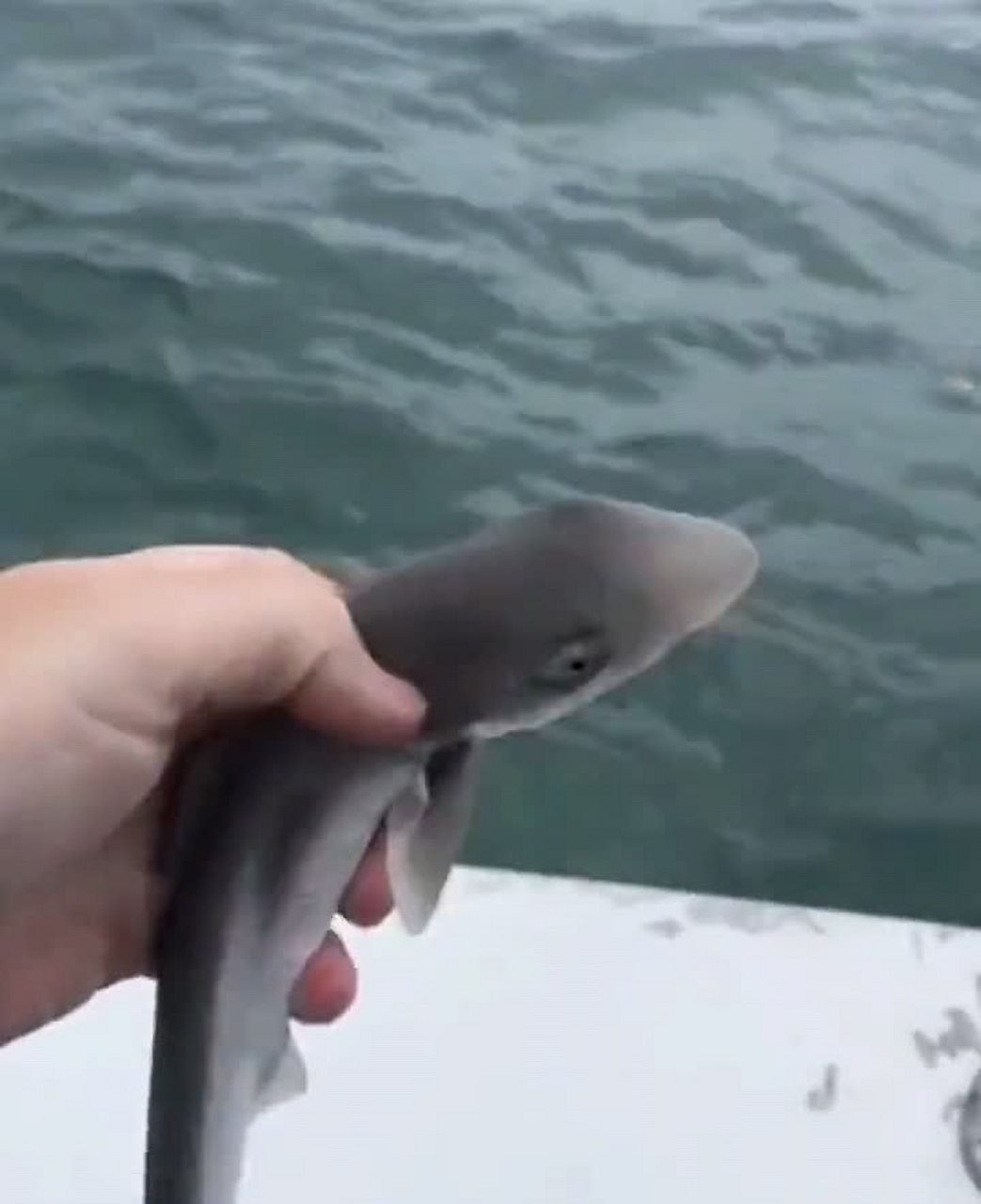 没想到这条小鲨鱼看起来很可爱,我很想养一只.[偷笑]