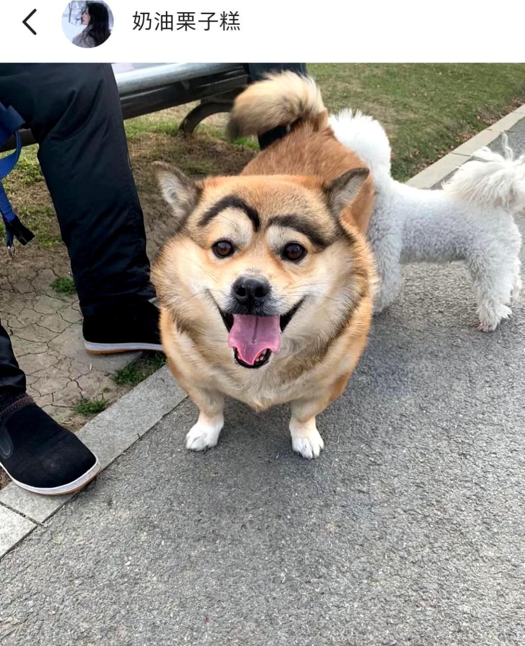 这只狗子带着挑眉的表情,看起来真是可爱极了!