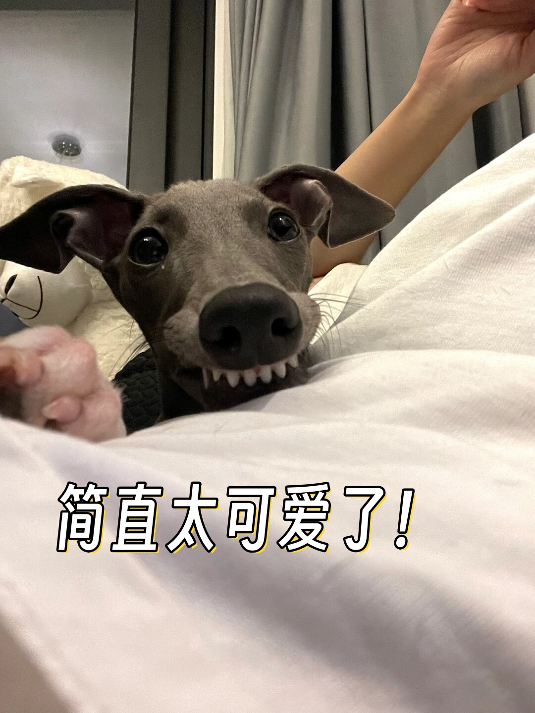分享一张我最近最喜欢的照片照片中的主角是一只意大利小灵缇犬它