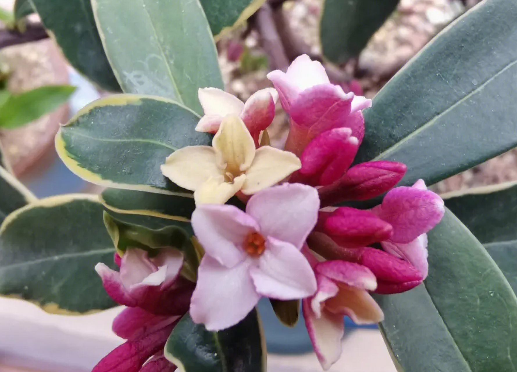 今天我要给大家介绍的就是一种叫做金边瑞香花的盆栽植物,它可不是