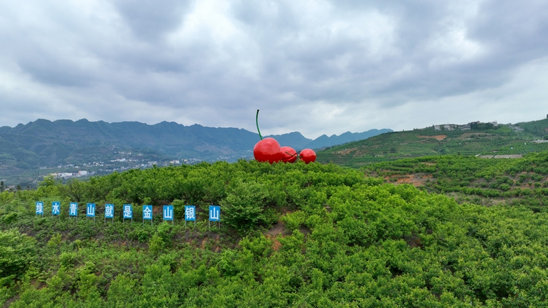 纳雍总溪河樱桃图片图片