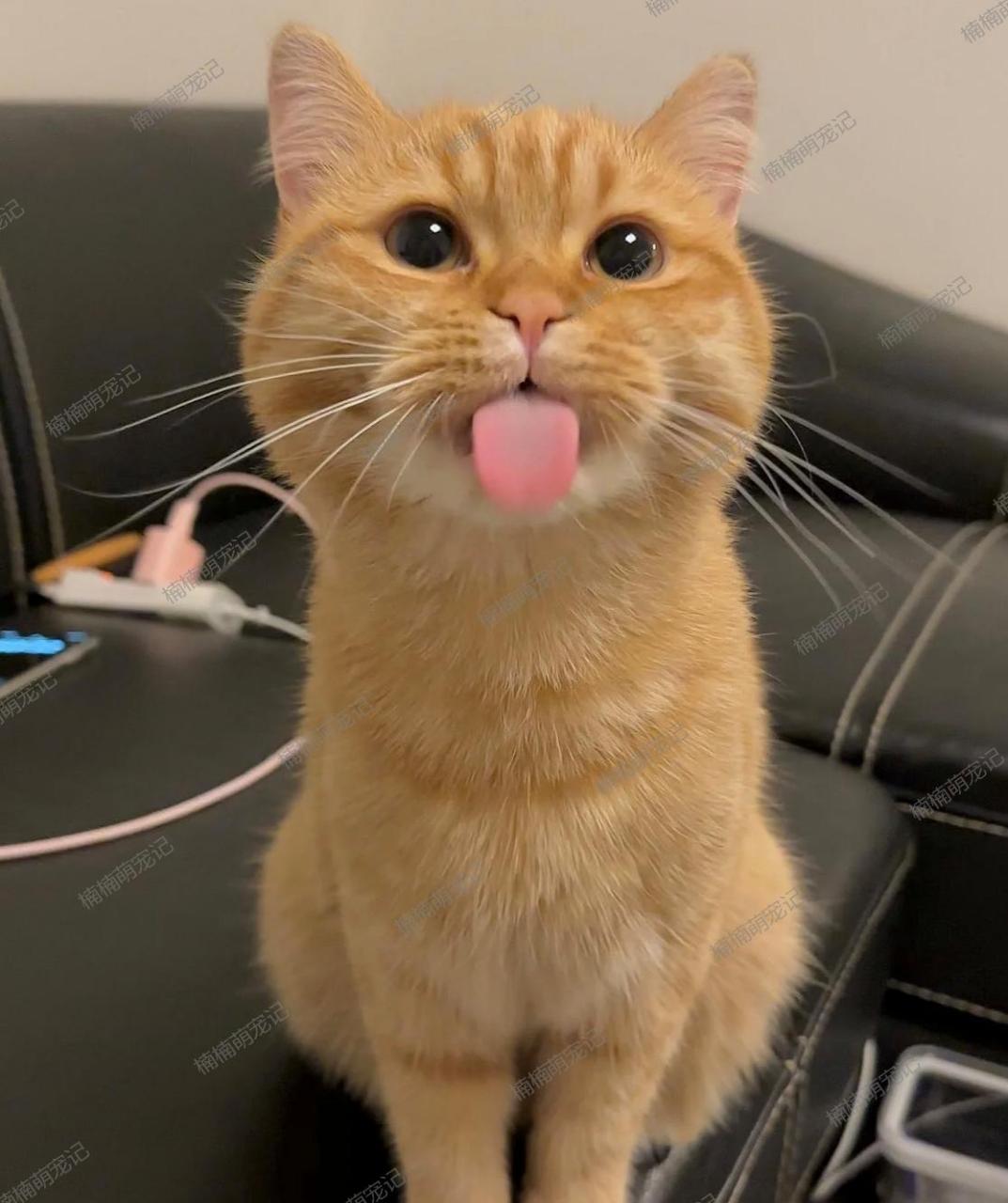 看那只吐舌头的小猫,简直可爱极了!