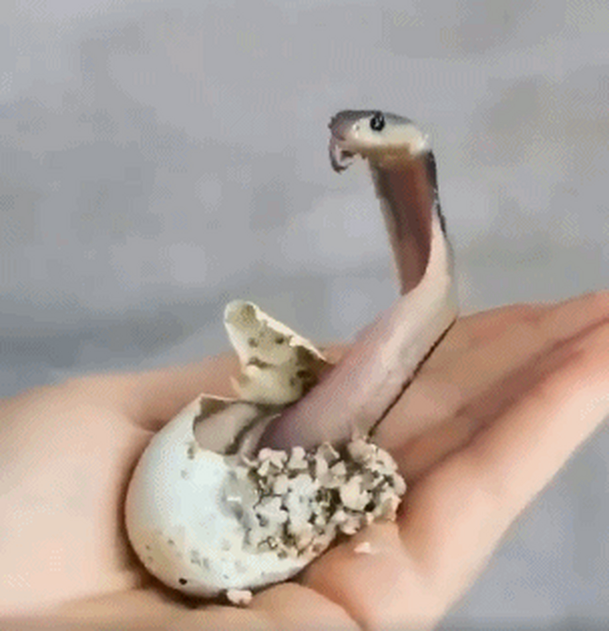 原来蛇是从蛋里孵出来的,原来那么小的蛇,就已经会攻击了!
