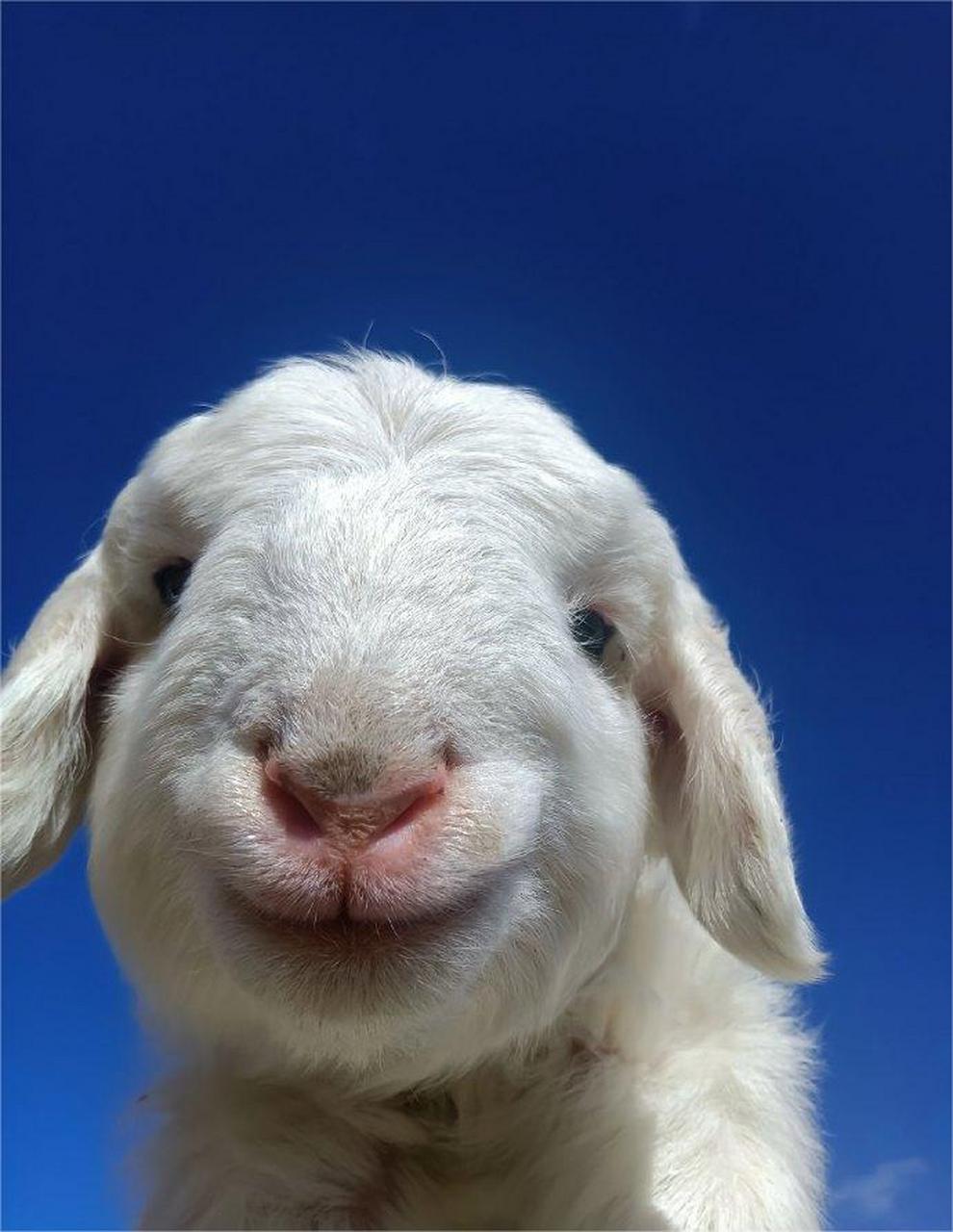 可爱小羊91 676767