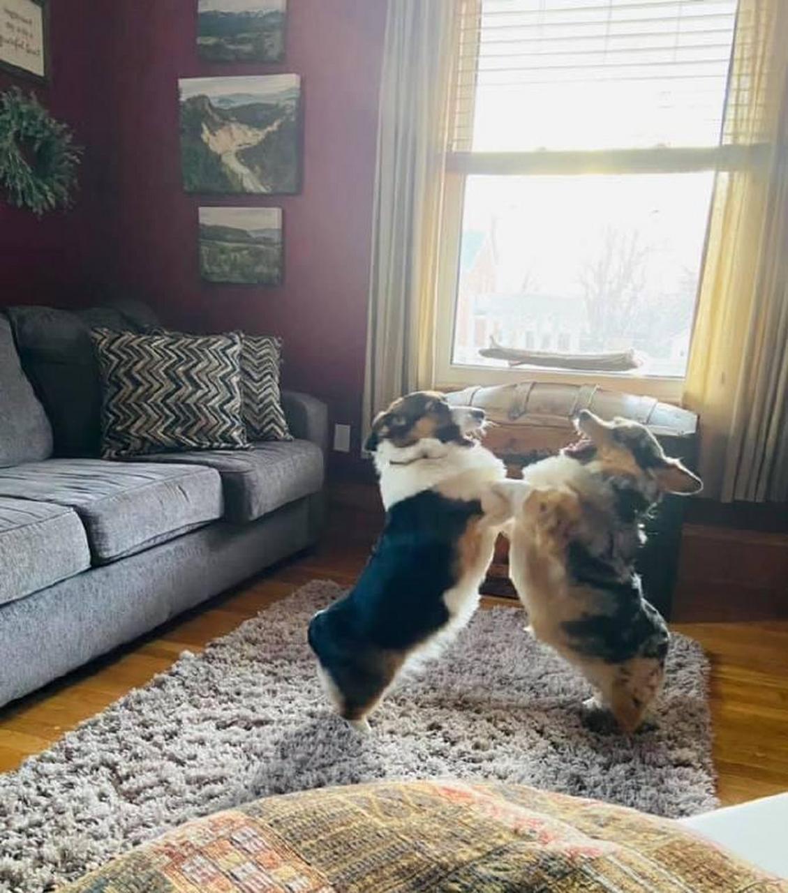 两只柯基打架,画面看起来太搞笑了.[笑哭]