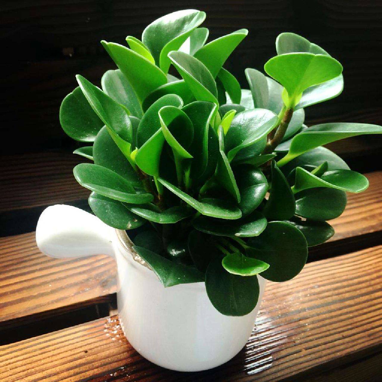 每天认识一种绿植:"电脑宝贝"豆瓣绿 🌵名称:豆瓣绿 🪴别名:一柱